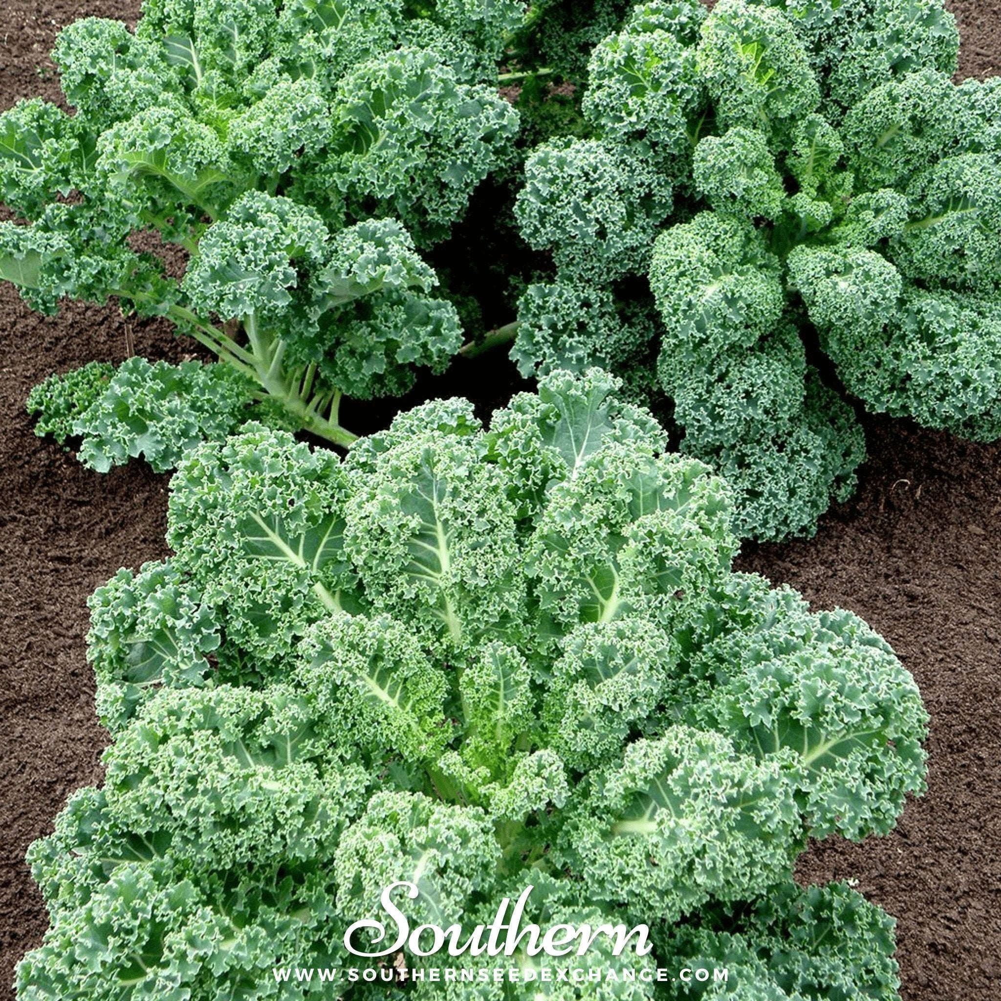 Dwarf Blue Curled Scotch Kale – 250 Seeds Southern Seeds