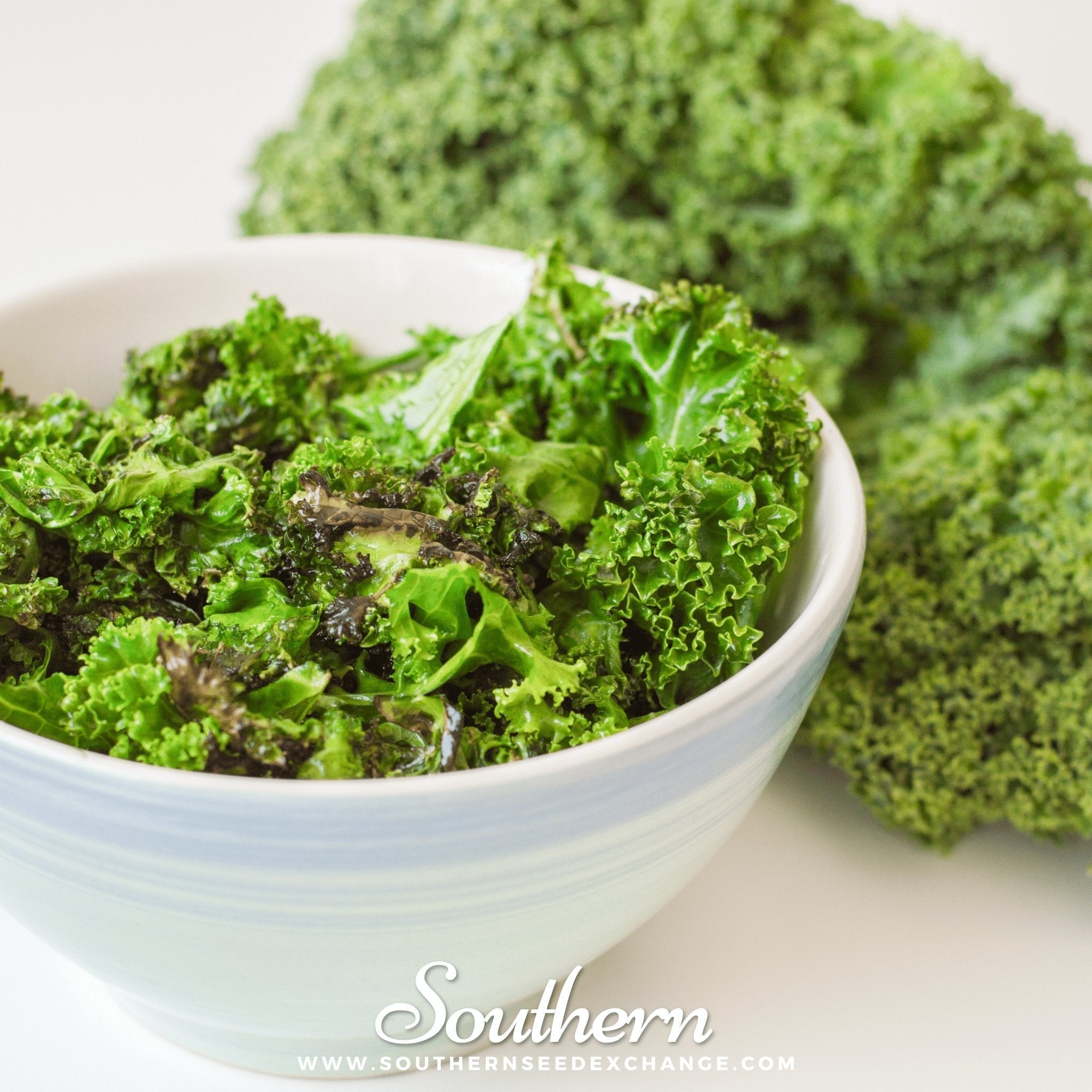 Dwarf Blue Curled Scotch Kale – 250 Seeds Southern Seeds