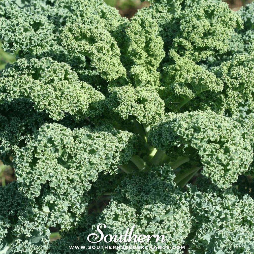 Dwarf Blue Curled Scotch Kale – 250 Seeds Southern Seeds