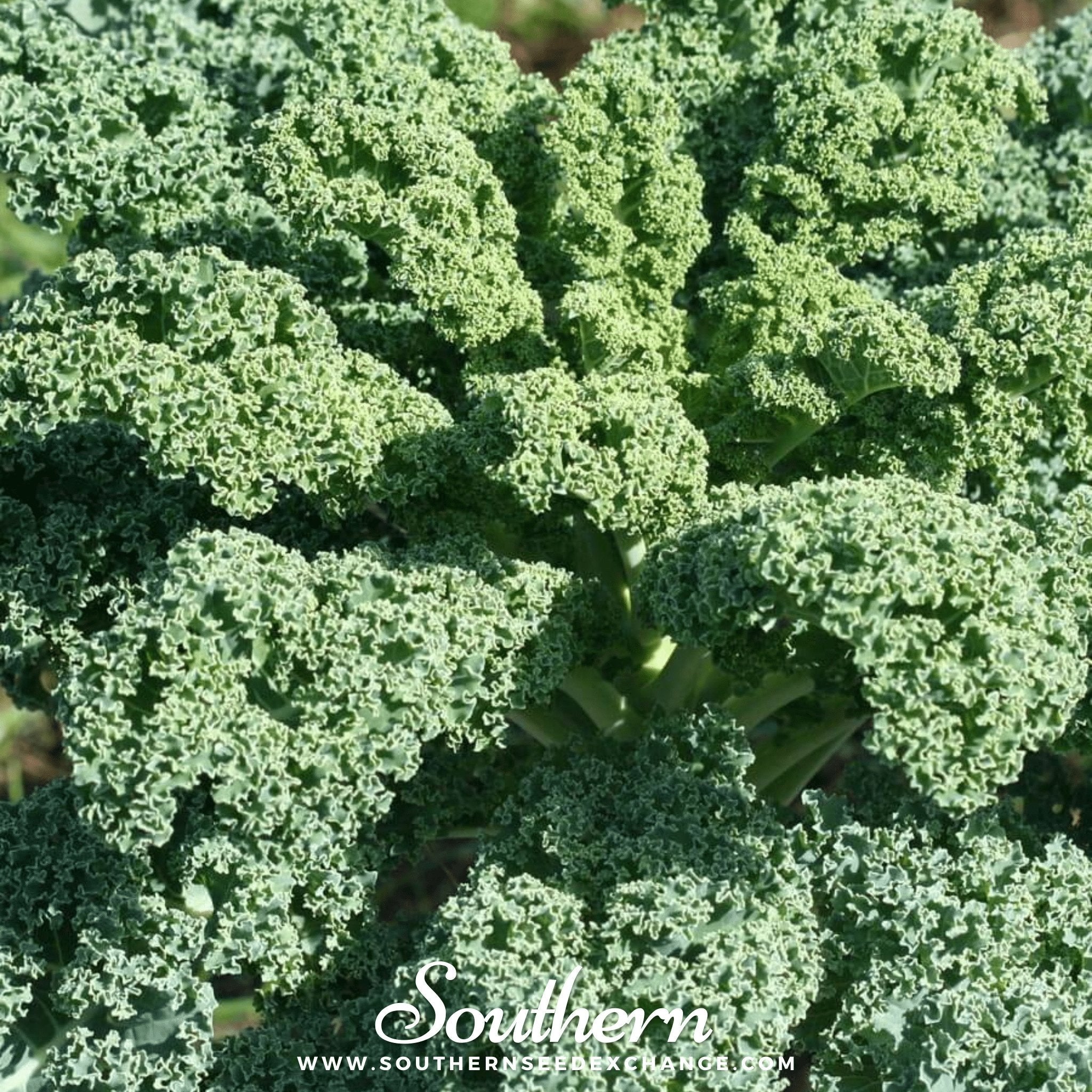 Dwarf Blue Curled Scotch Kale – 250 Seeds Southern Seeds