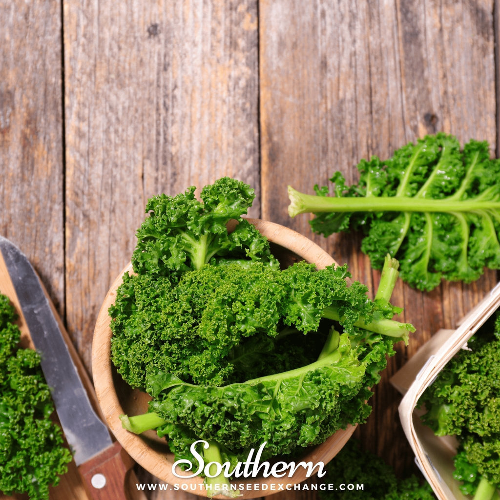 Dwarf Siberian Kale – 250 Seeds Southern Seeds