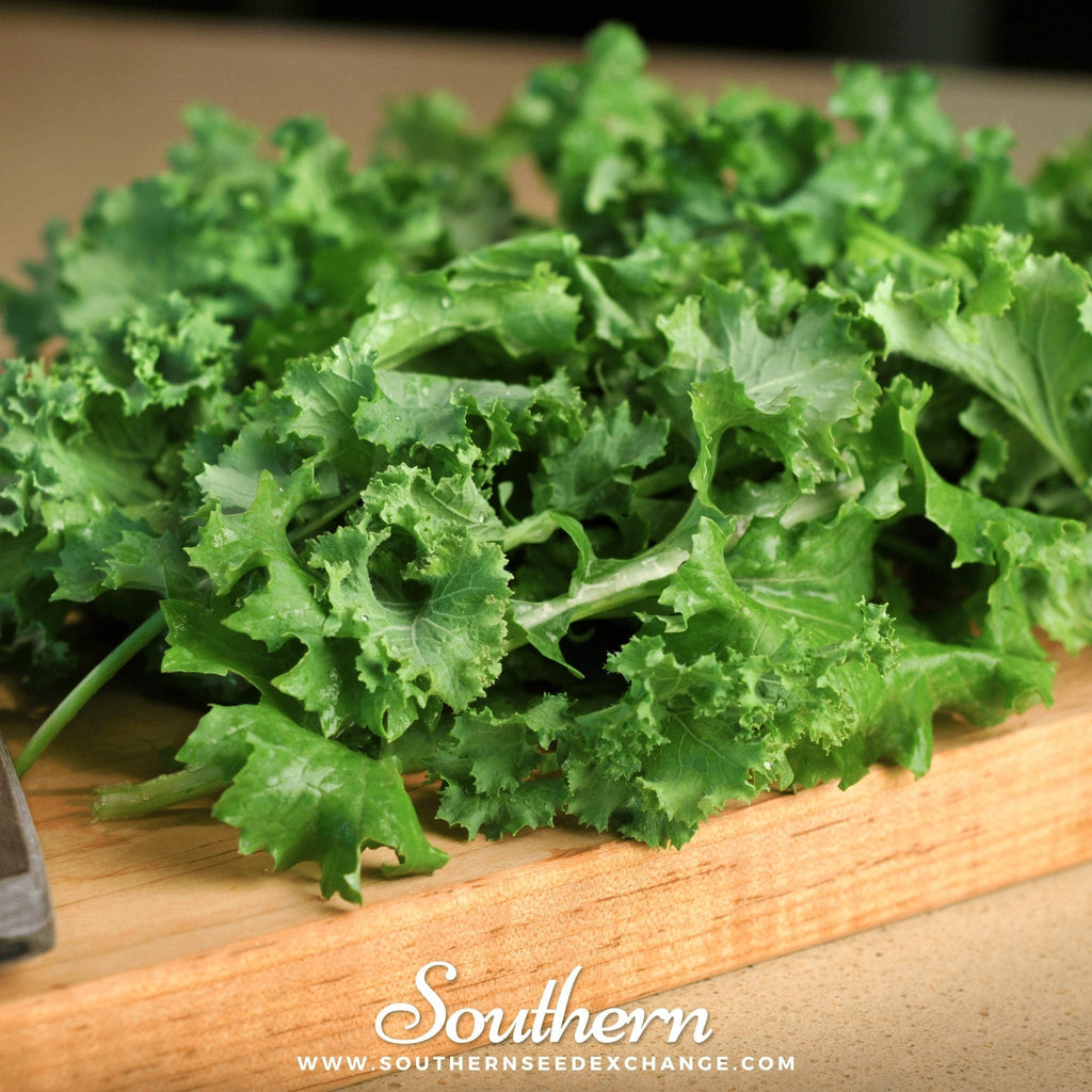 Dwarf Siberian Kale – 250 Seeds Southern Seeds