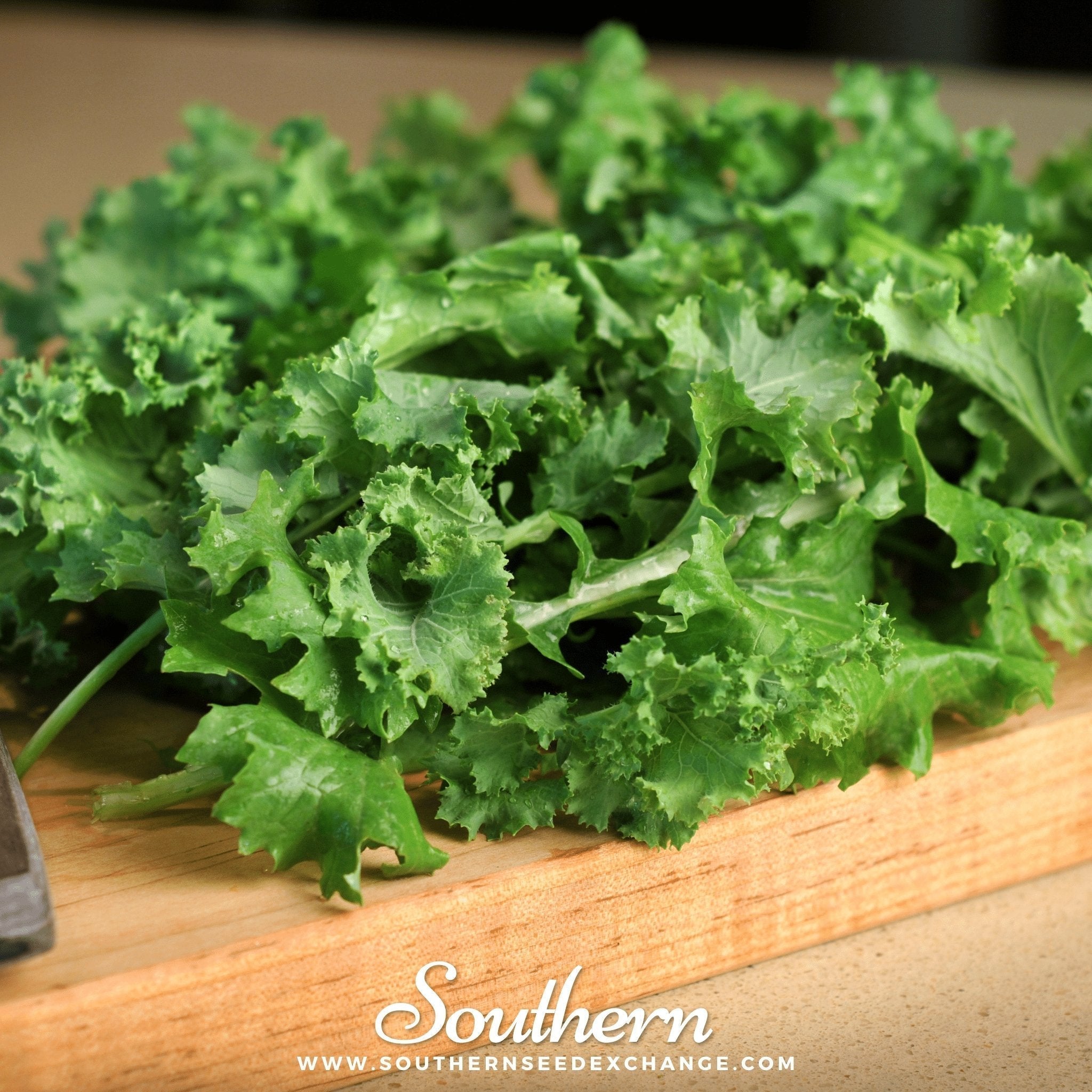 Dwarf Siberian Kale – 250 Seeds Southern Seeds