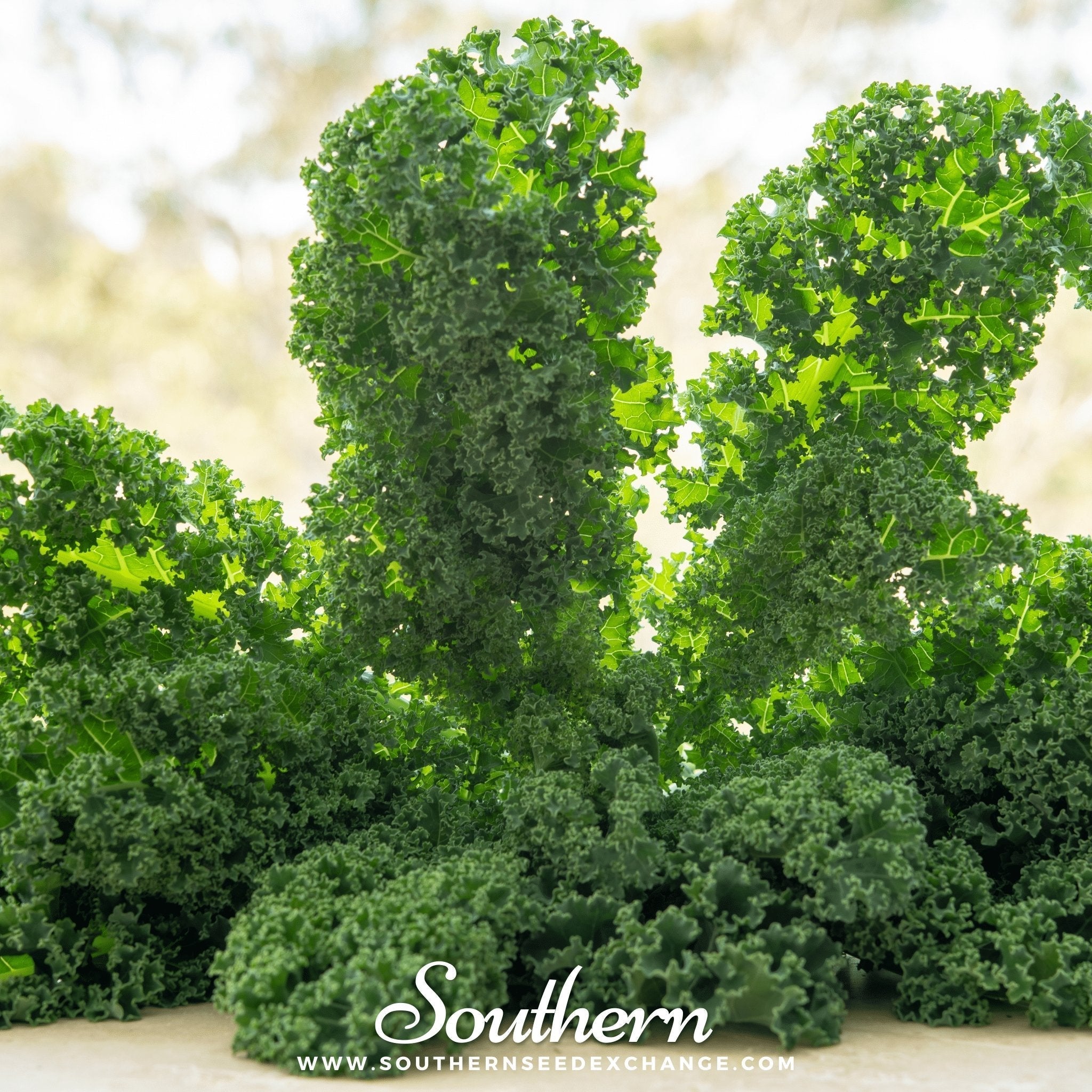 Dwarf Siberian Kale – 250 Seeds Southern Seeds