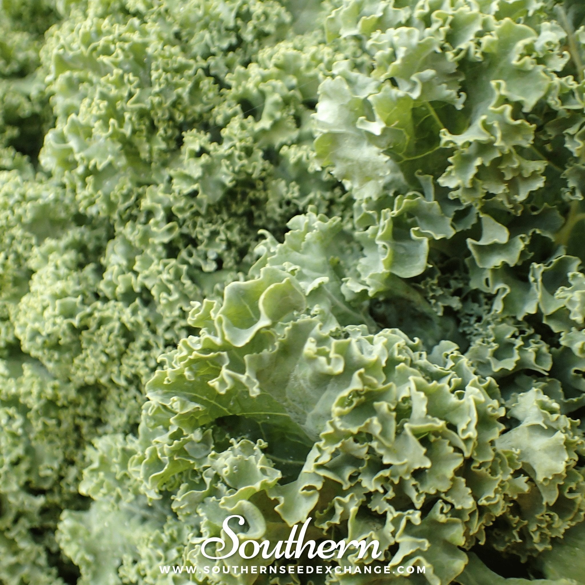 Dwarf Siberian Kale – 250 Seeds Southern Seeds
