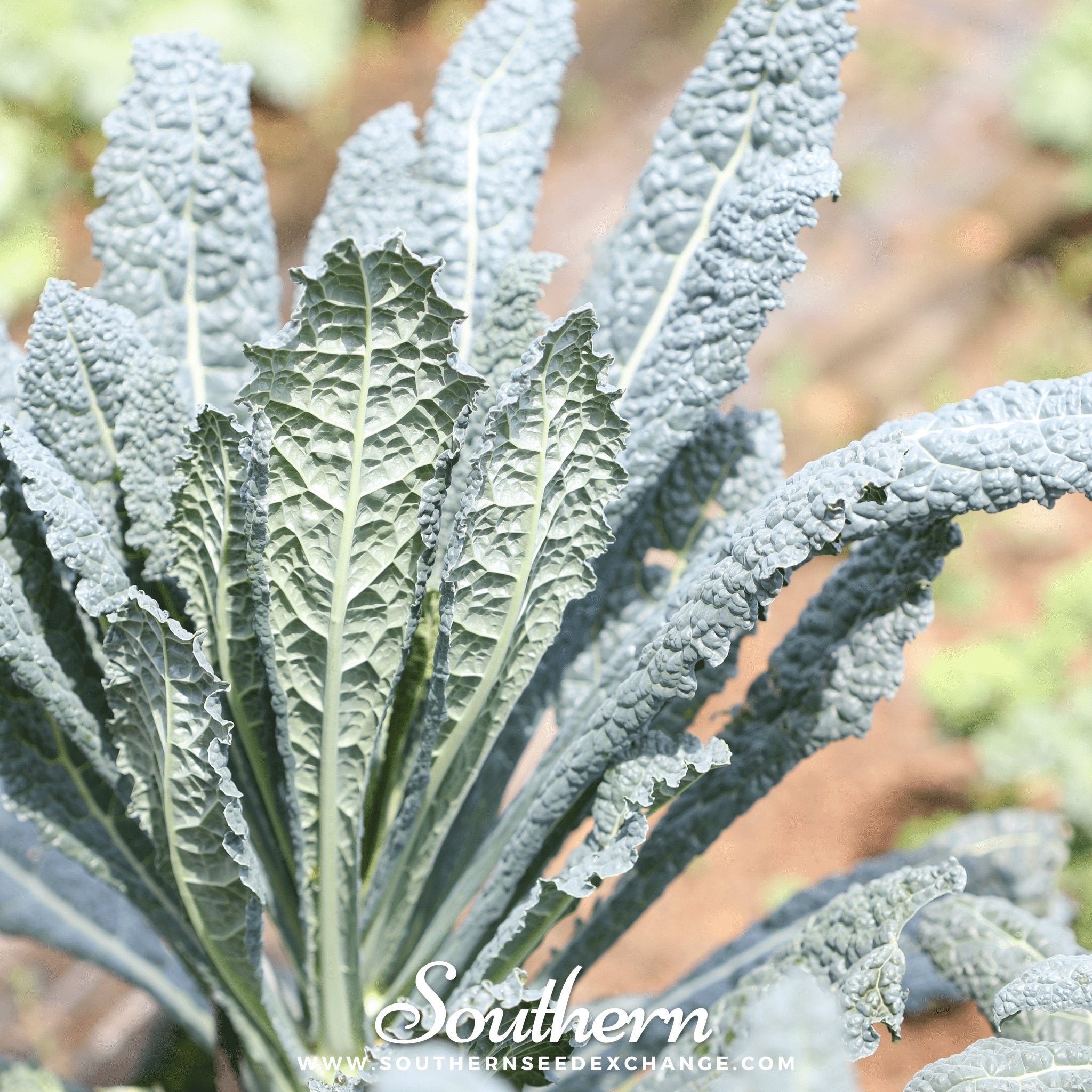 Lacinato "Dinosaur" Kale – 250 Seeds Southern Seeds
