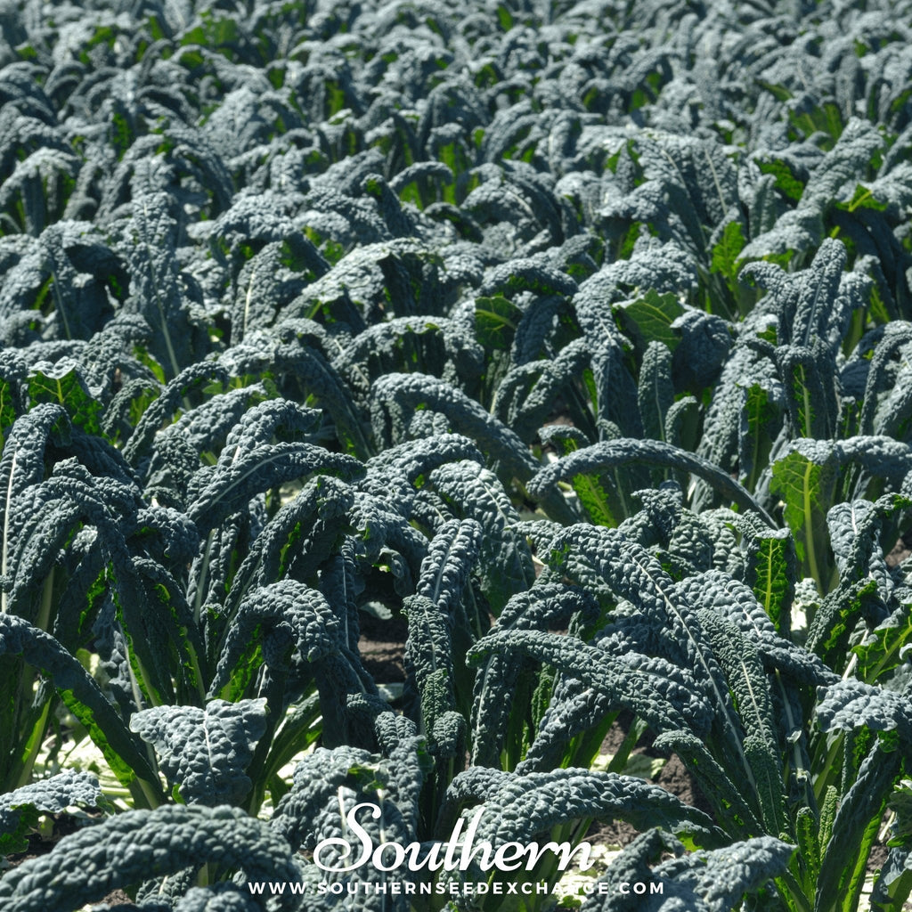 Lacinato "Dinosaur" Kale – 250 Seeds Southern Seeds