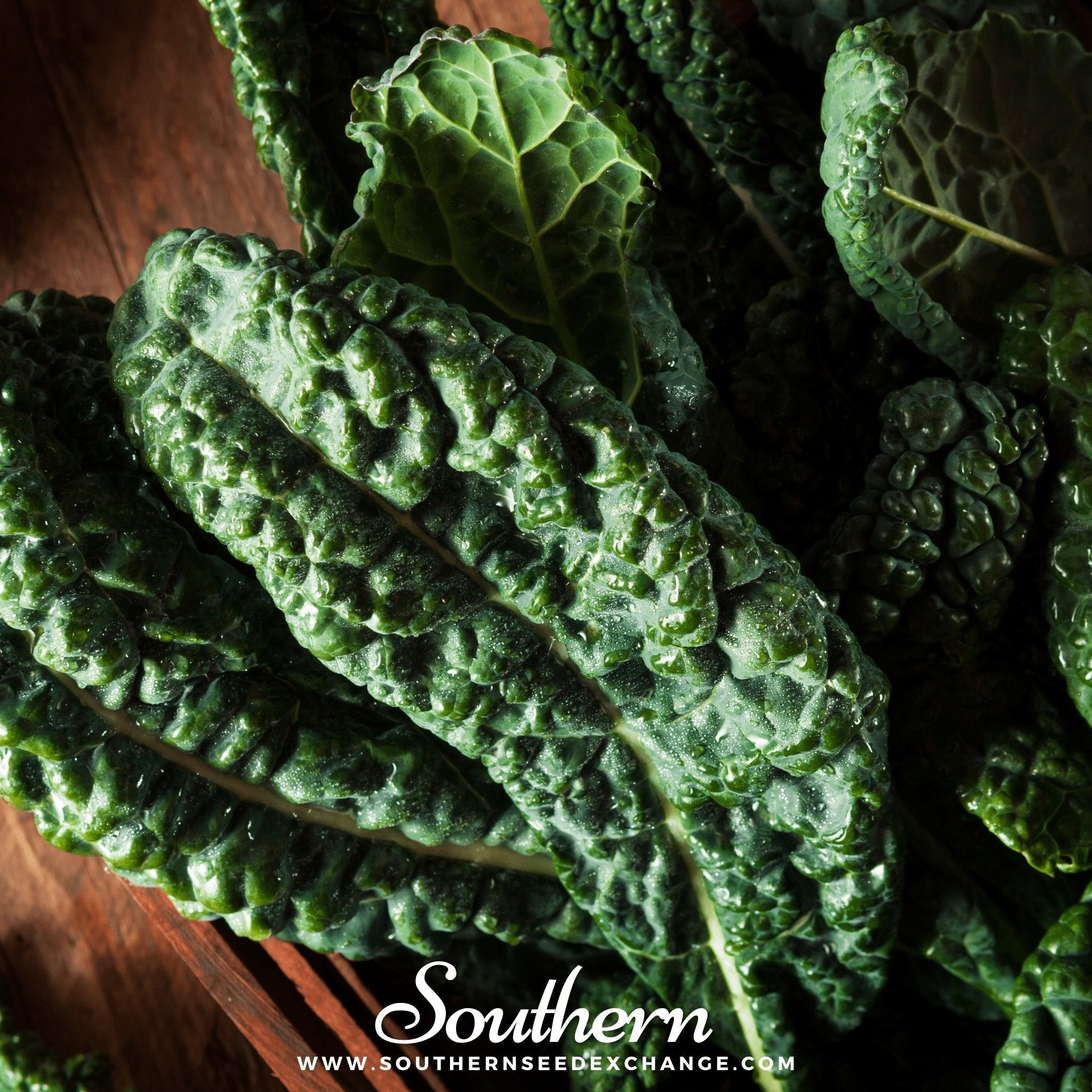 Lacinato "Dinosaur" Kale – 250 Seeds Southern Seeds