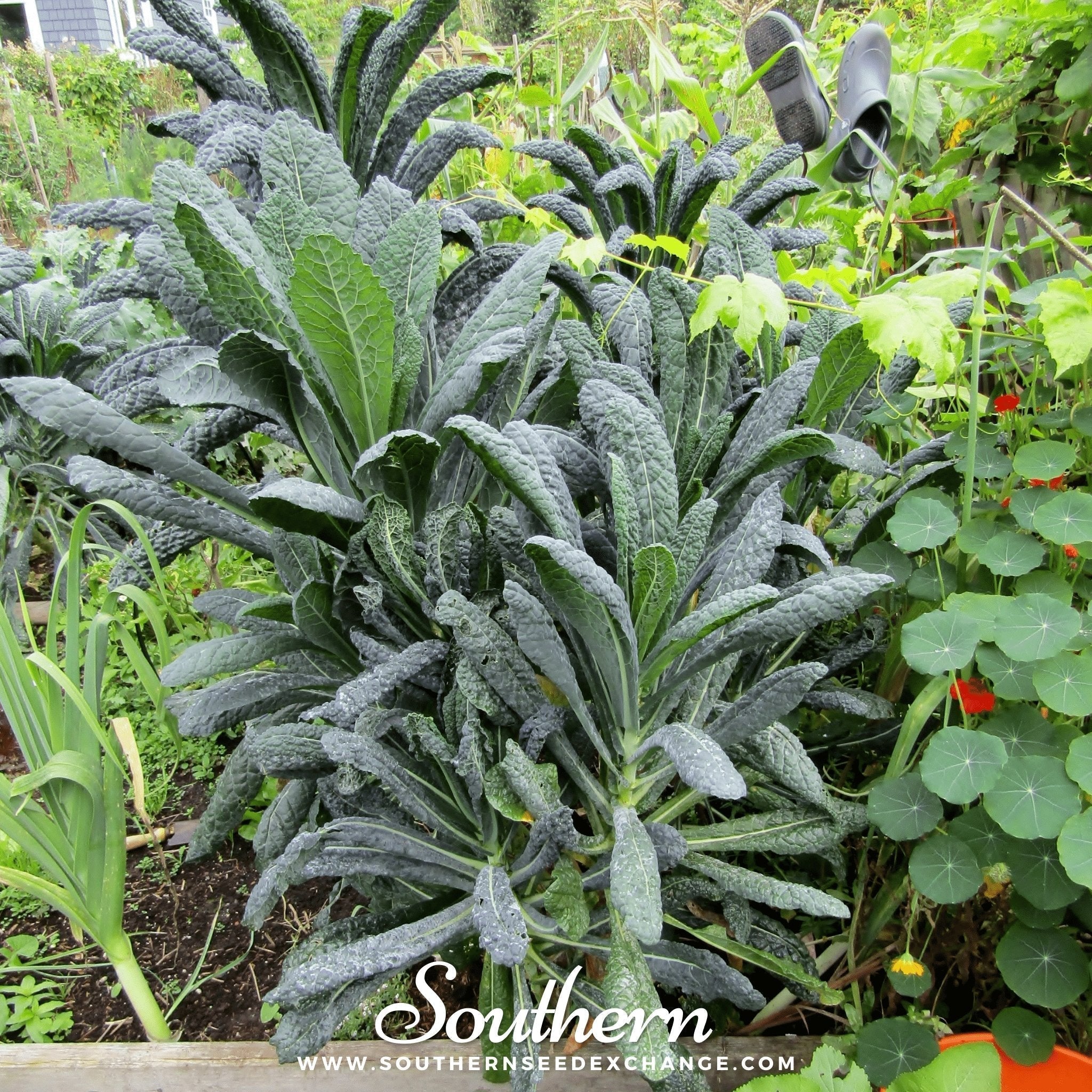 Lacinato "Dinosaur" Kale – 250 Seeds Southern Seeds