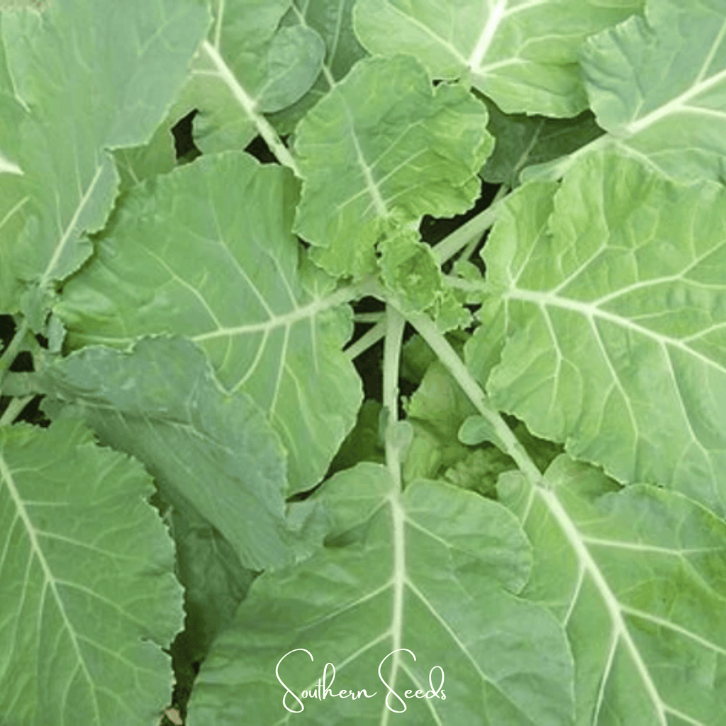 Premier Kale – 250 Seeds Southern Seeds