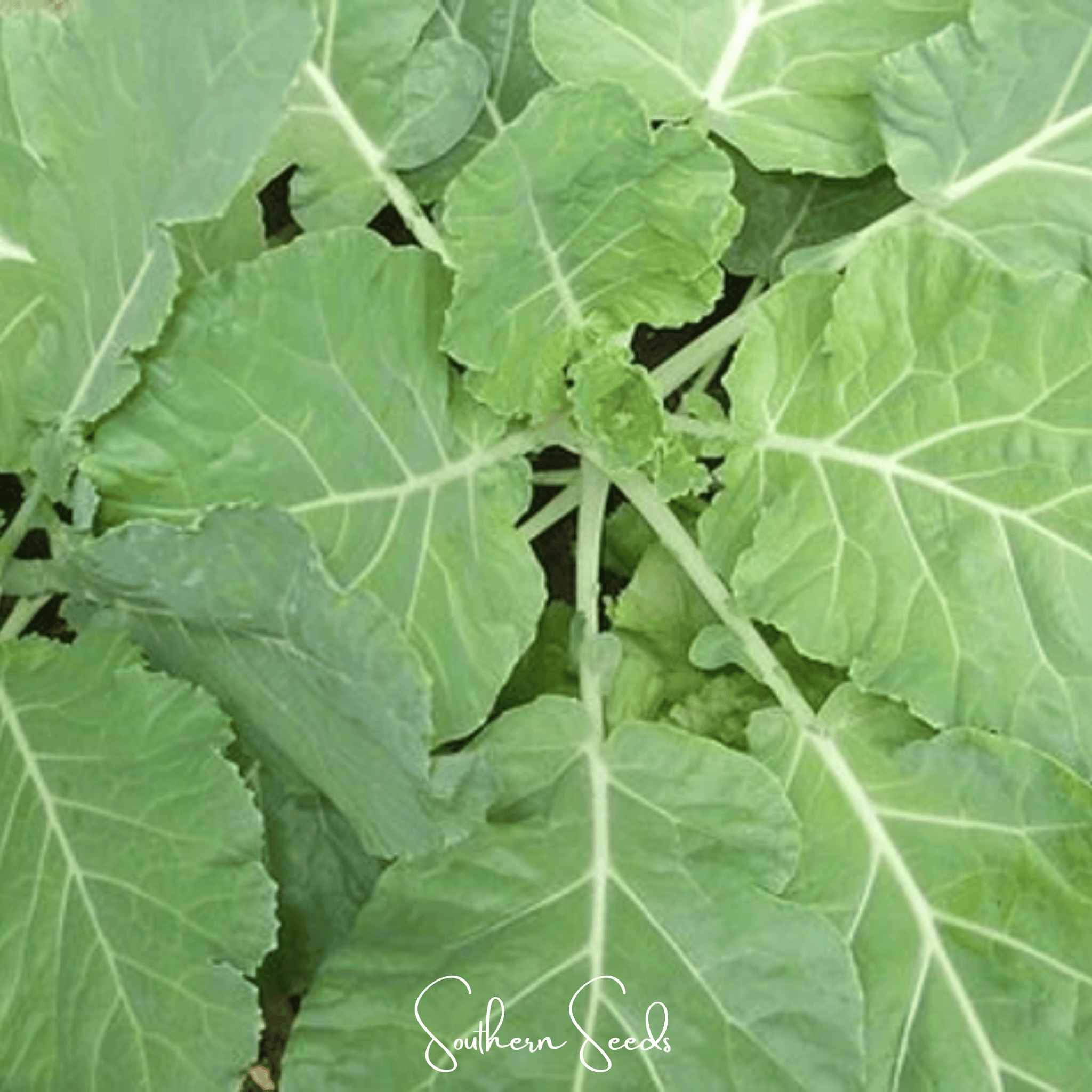 Premier Kale – 250 Seeds Southern Seeds
