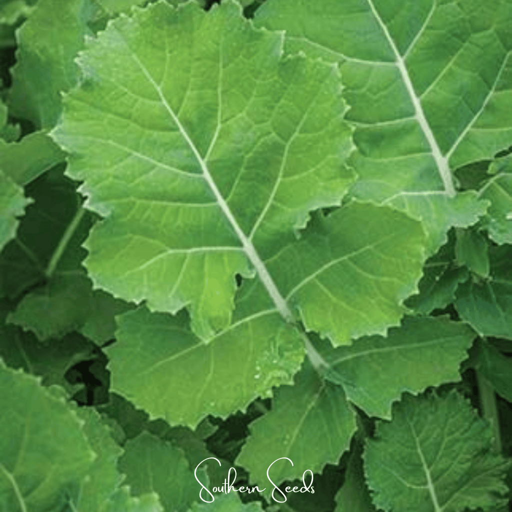 Premier Kale – 250 Seeds Southern Seeds