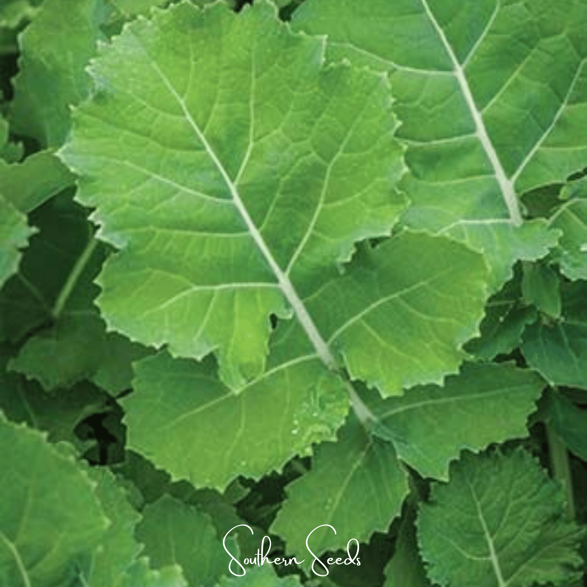 Premier Kale – 250 Seeds Southern Seeds