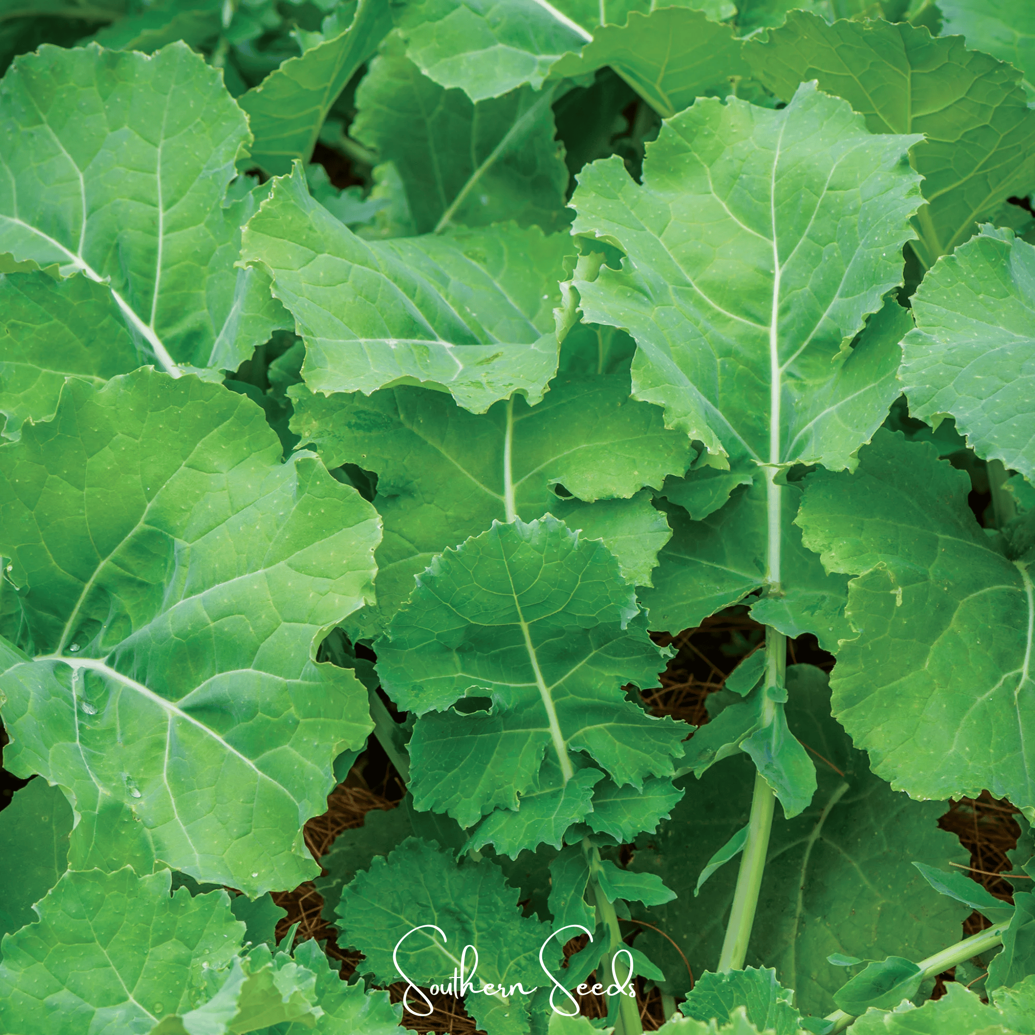 Premier Kale – 250 Seeds Southern Seeds