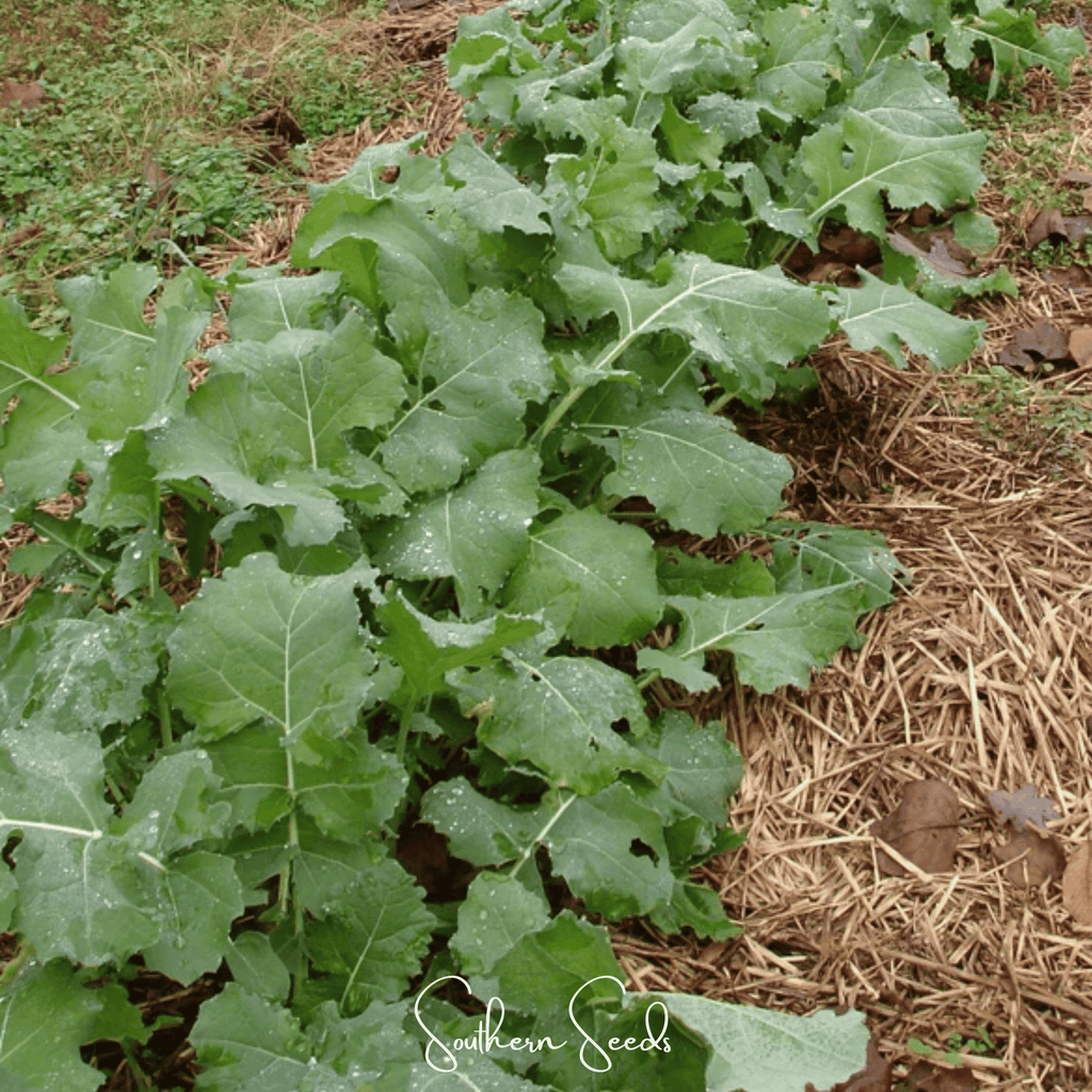 Premier Kale – 250 Seeds Southern Seeds