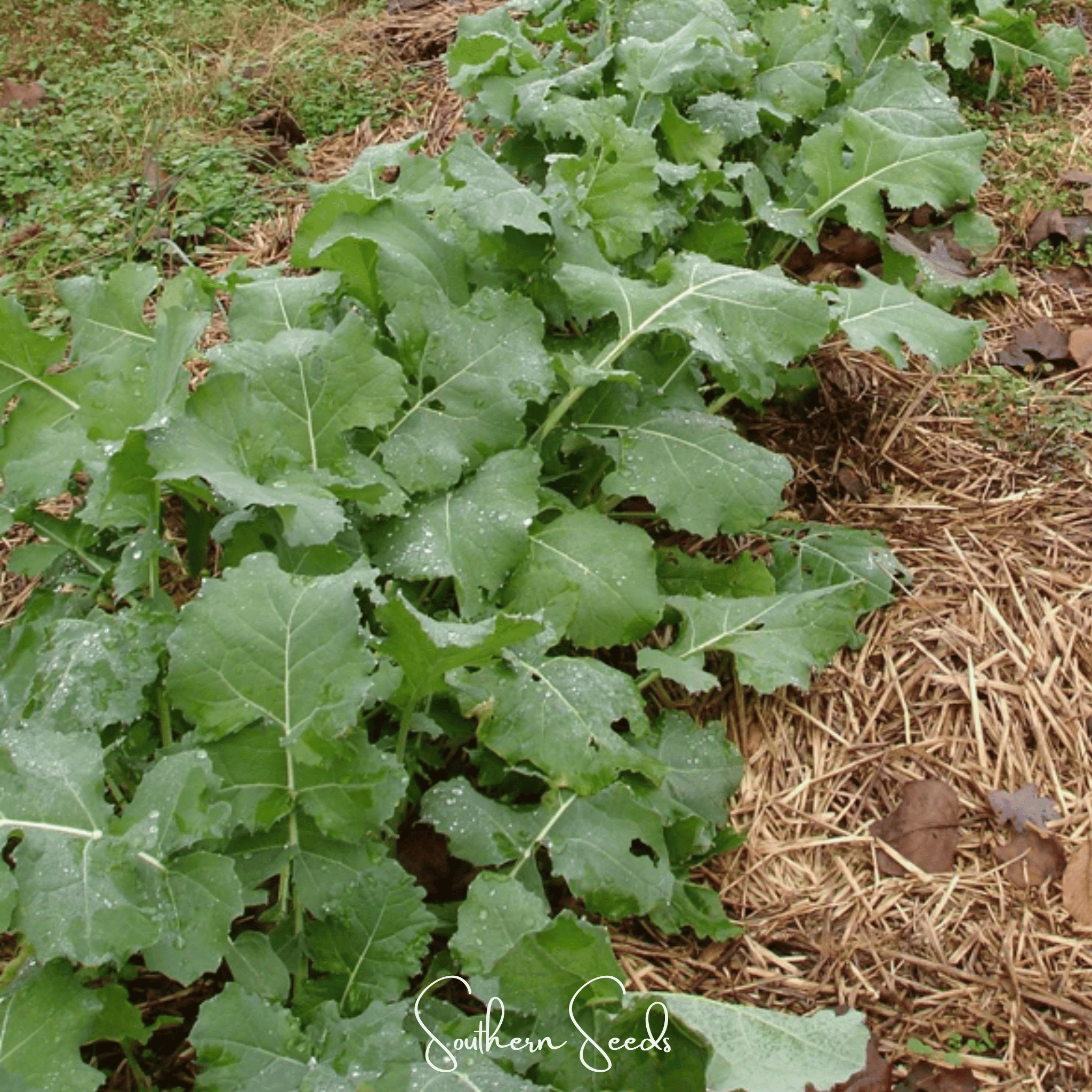 Premier Kale – 250 Seeds Southern Seeds