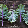 Red Russian Kale – 250 Seeds Southern Seeds