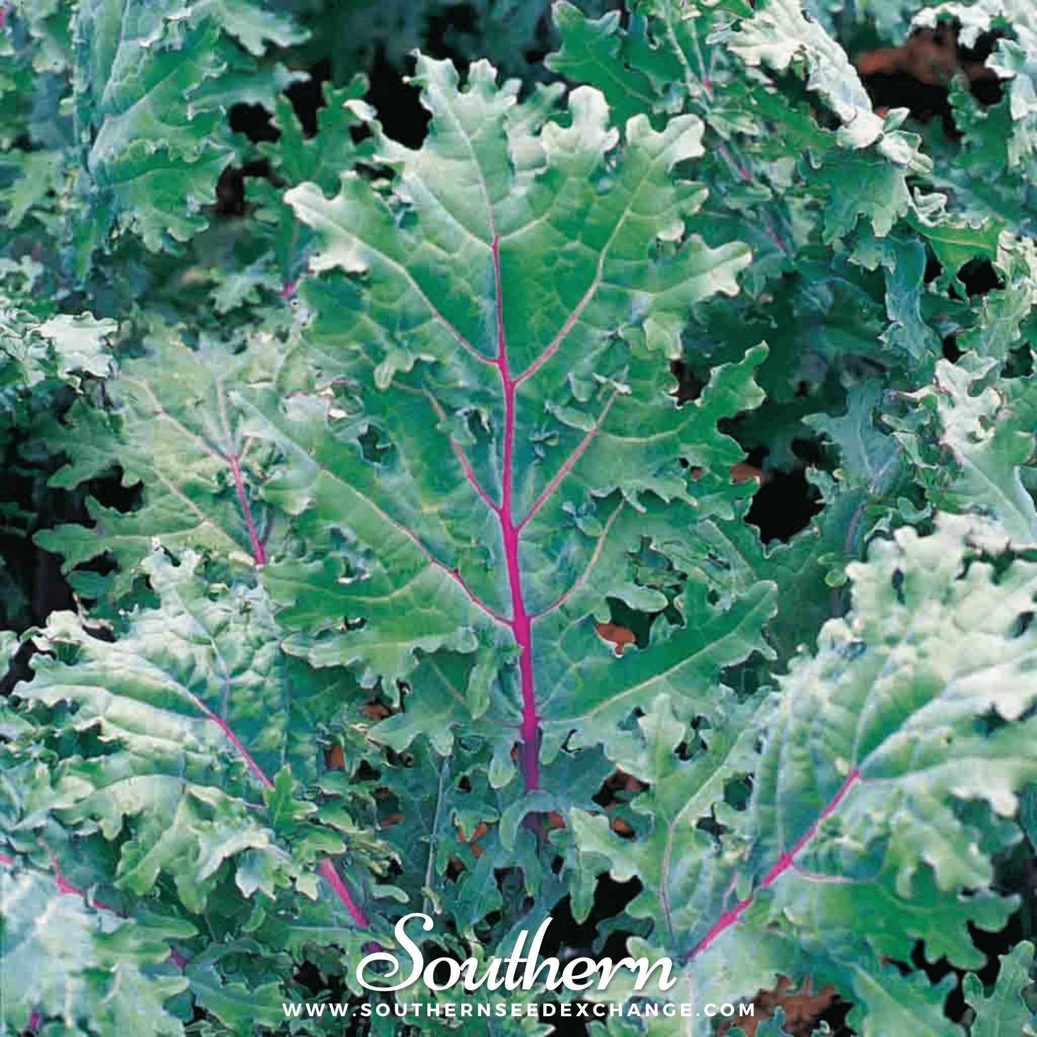 Red Russian Kale – 250 Seeds Southern Seeds