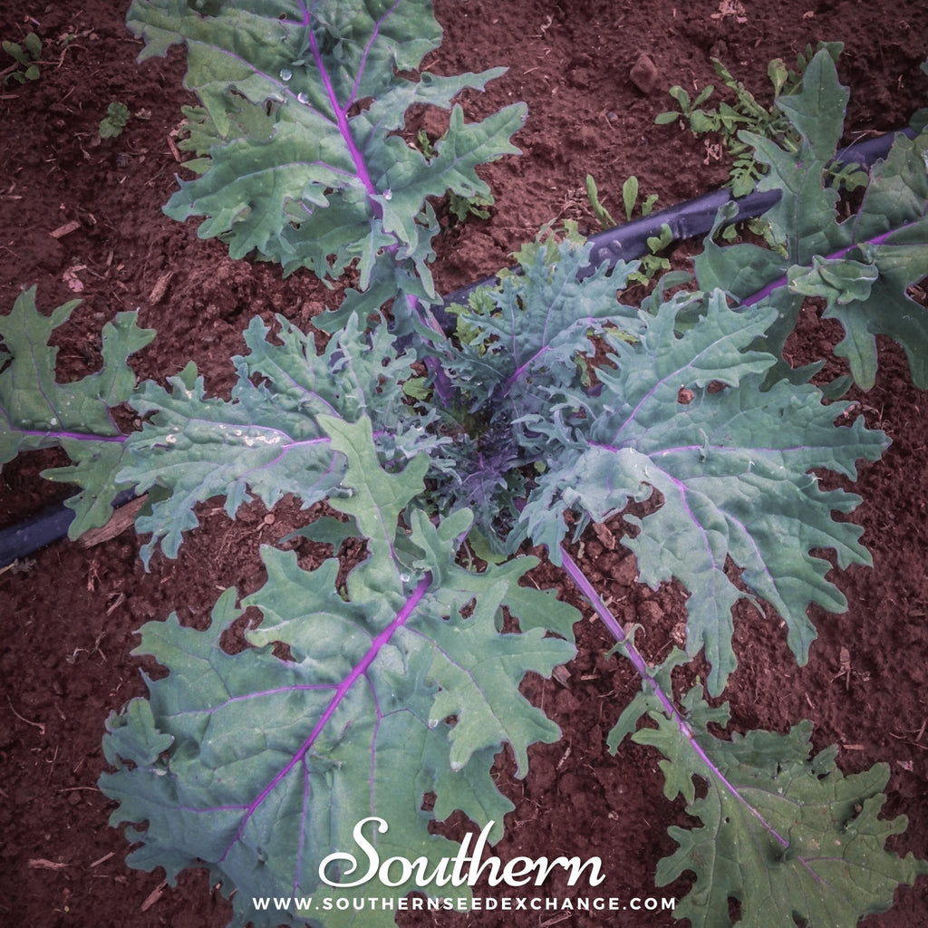 Red Russian Kale – 250 Seeds Southern Seeds