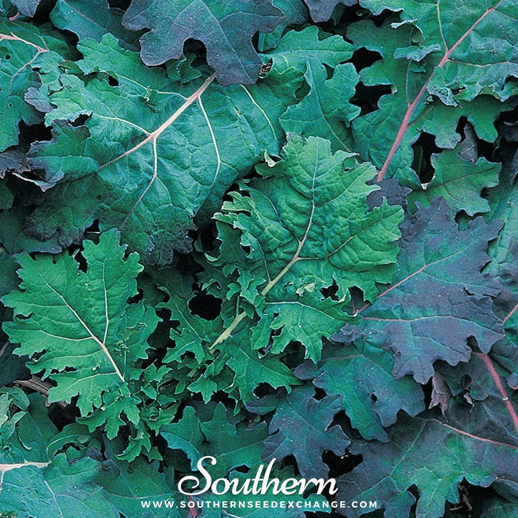 Red Russian Kale – 250 Seeds Southern Seeds