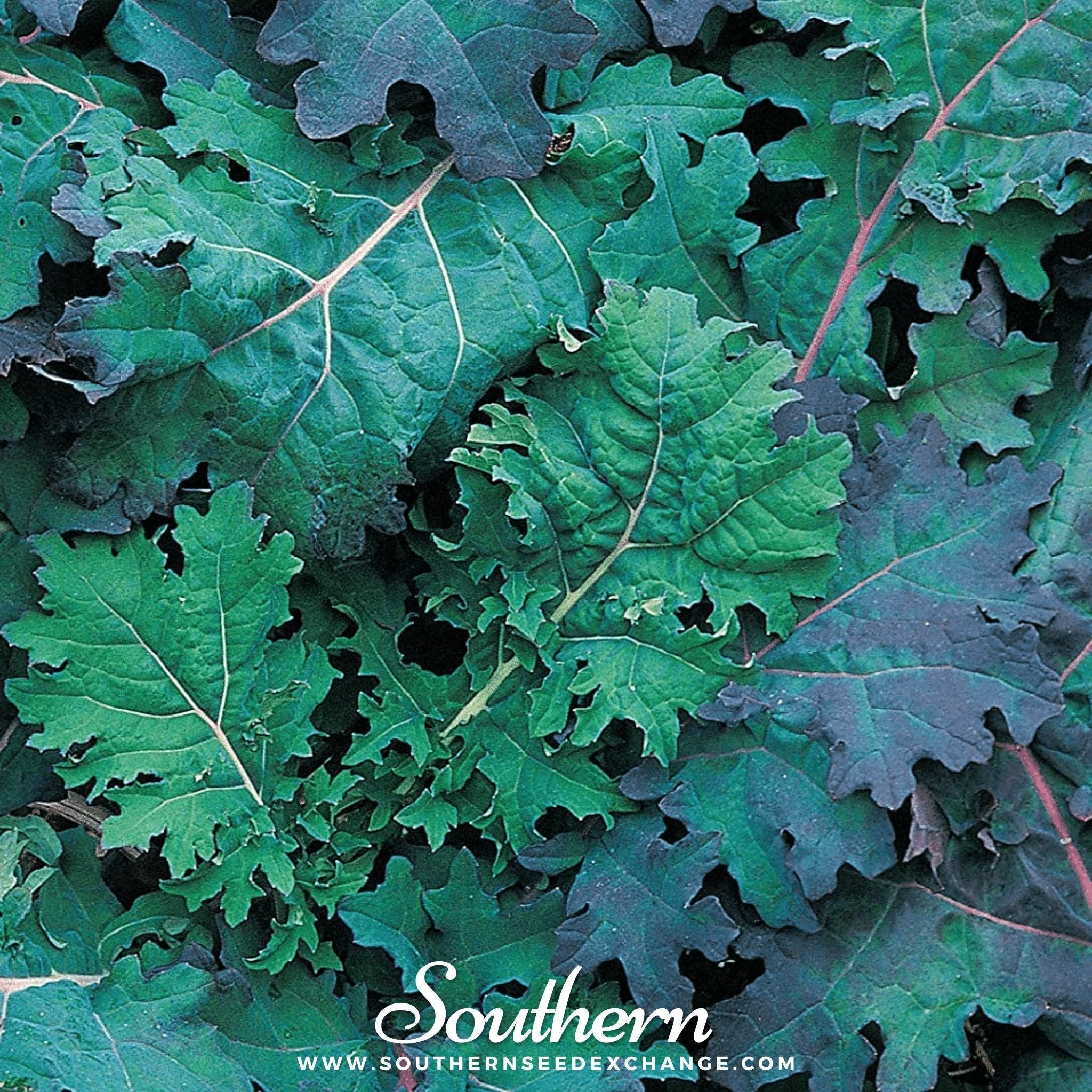 Red Russian Kale – 250 Seeds Southern Seeds