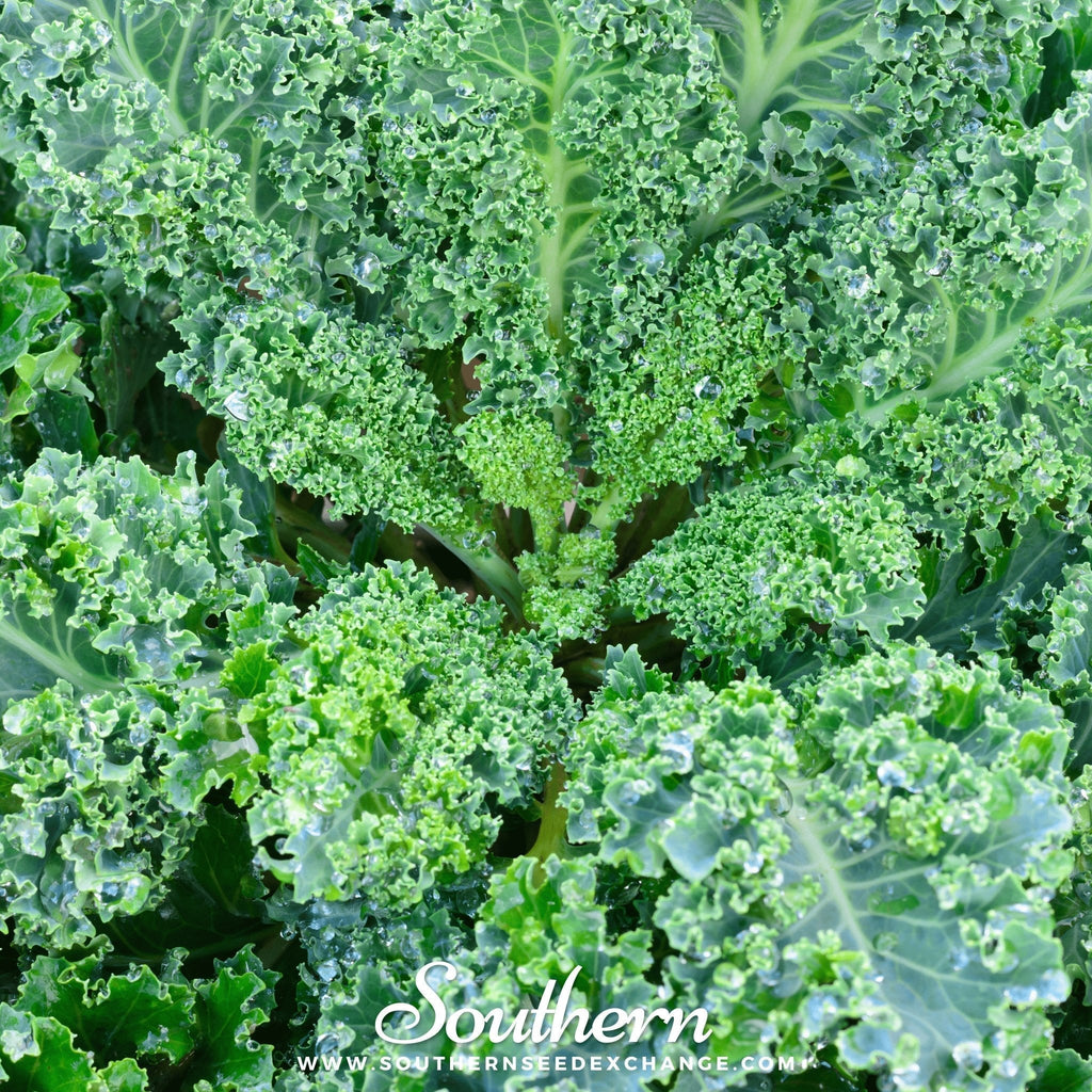Vates Blue Scotch Curled Kale – 250 Seeds Southern Seeds