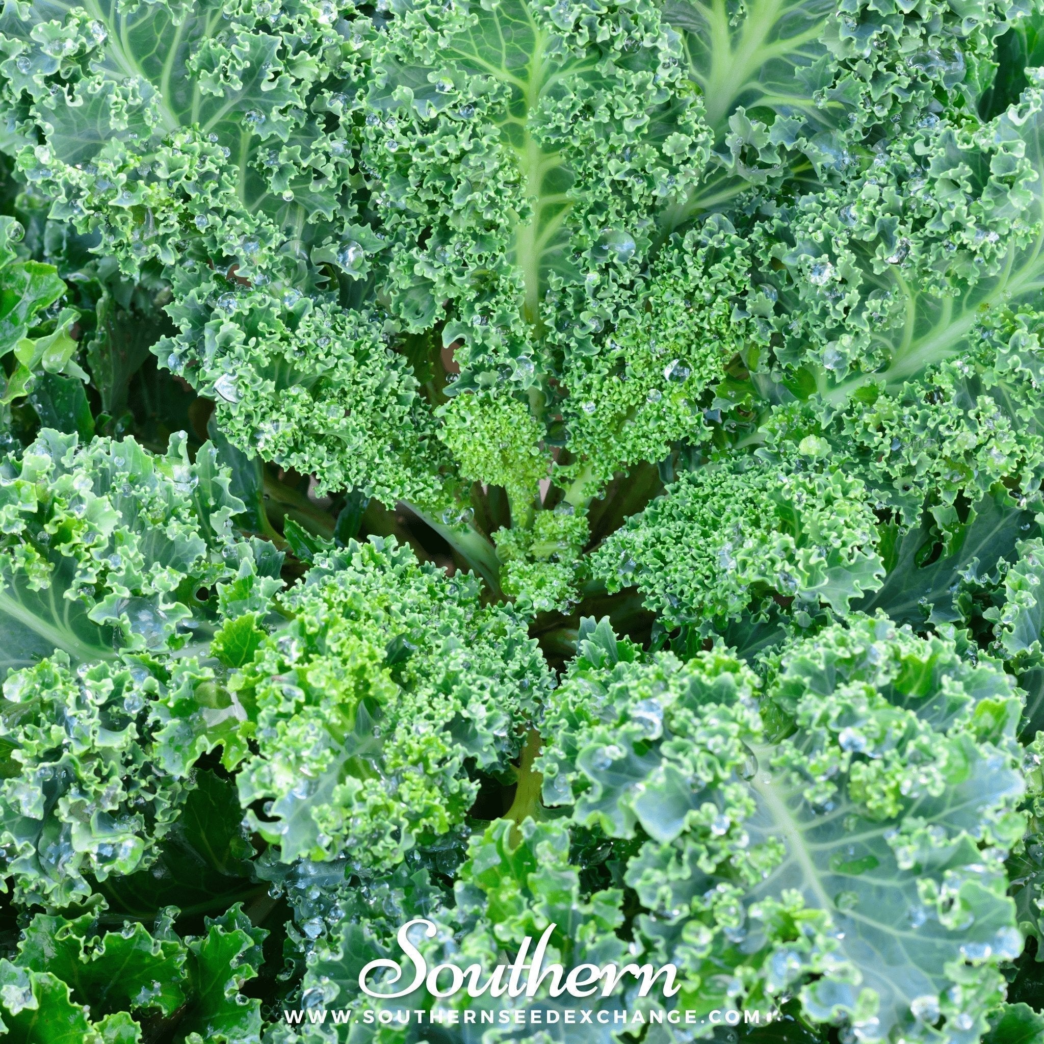 Vates Blue Scotch Curled Kale – 250 Seeds Southern Seeds