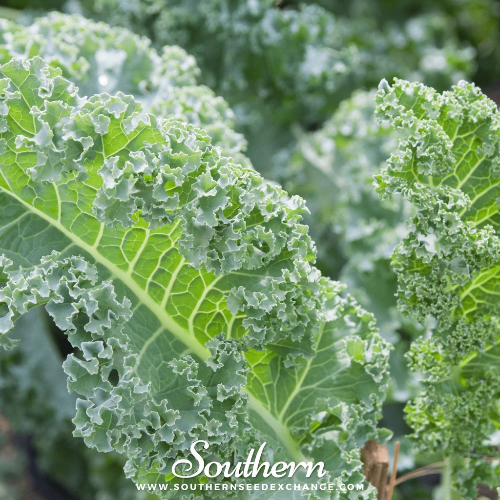 Vates Blue Scotch Curled Kale – 250 Seeds Southern Seeds