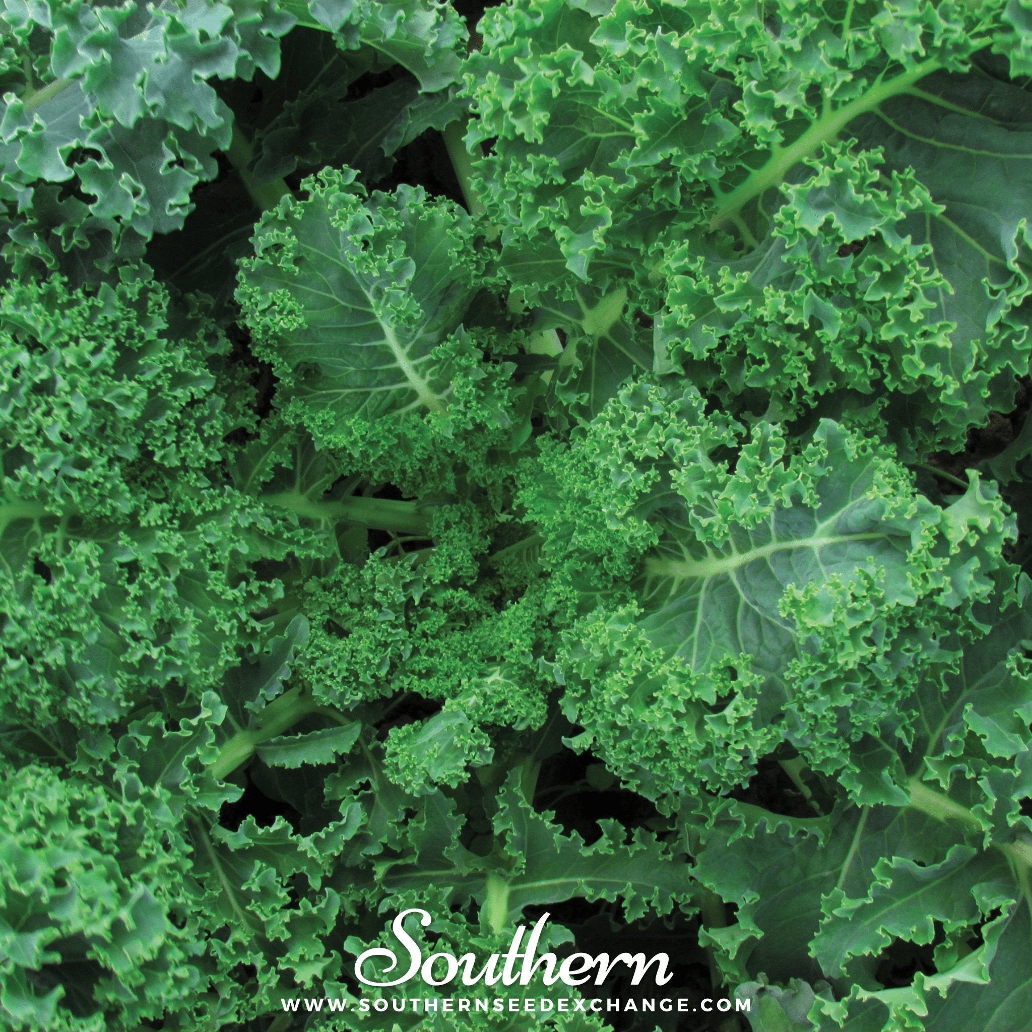 Vates Blue Scotch Curled Kale – 250 Seeds Southern Seeds
