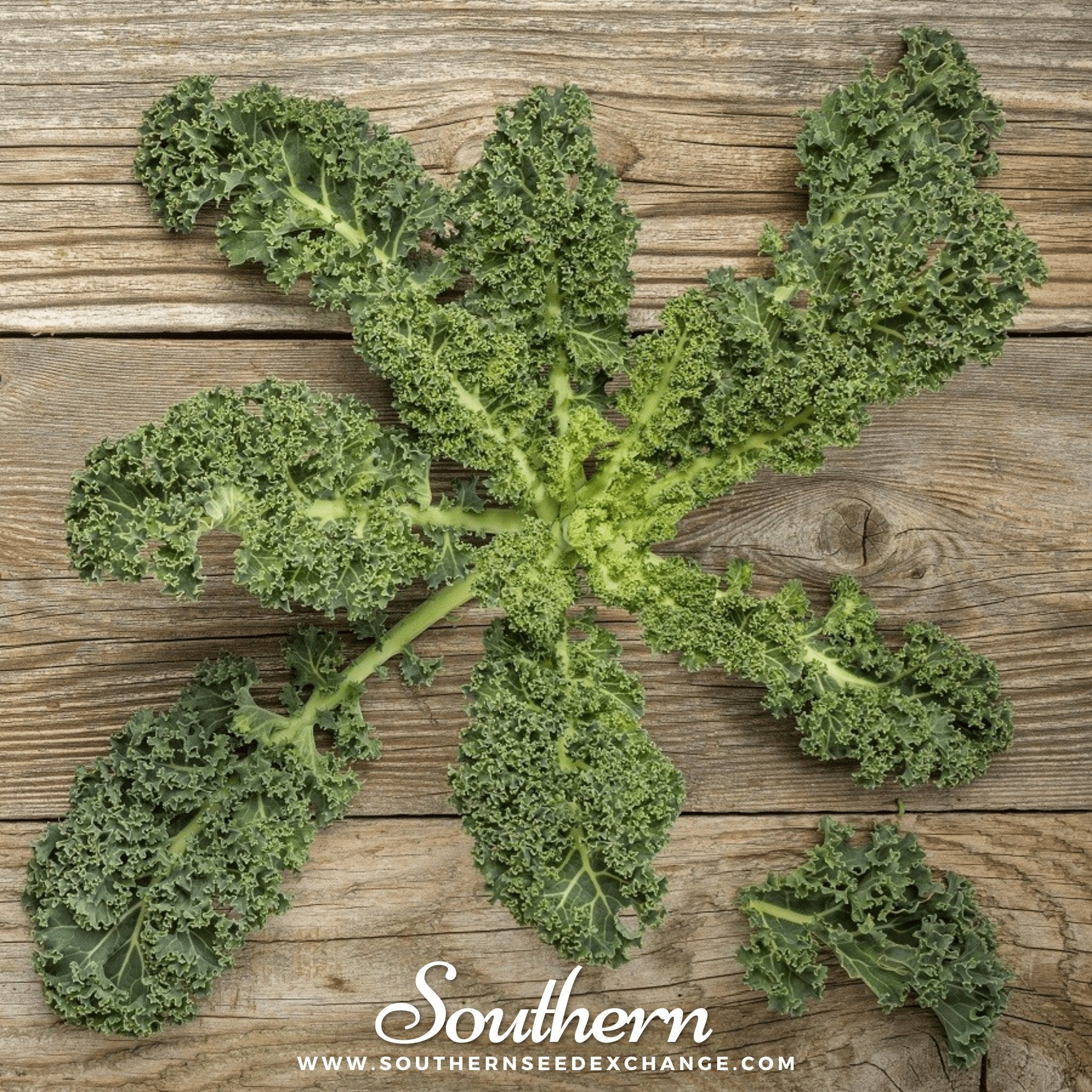 Vates Blue Scotch Curled Kale – 250 Seeds Southern Seeds