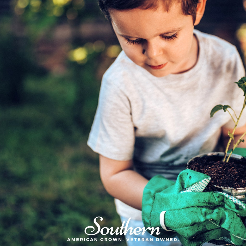 Kids Garden Seed Collection – 10 Varieties Southern Seeds