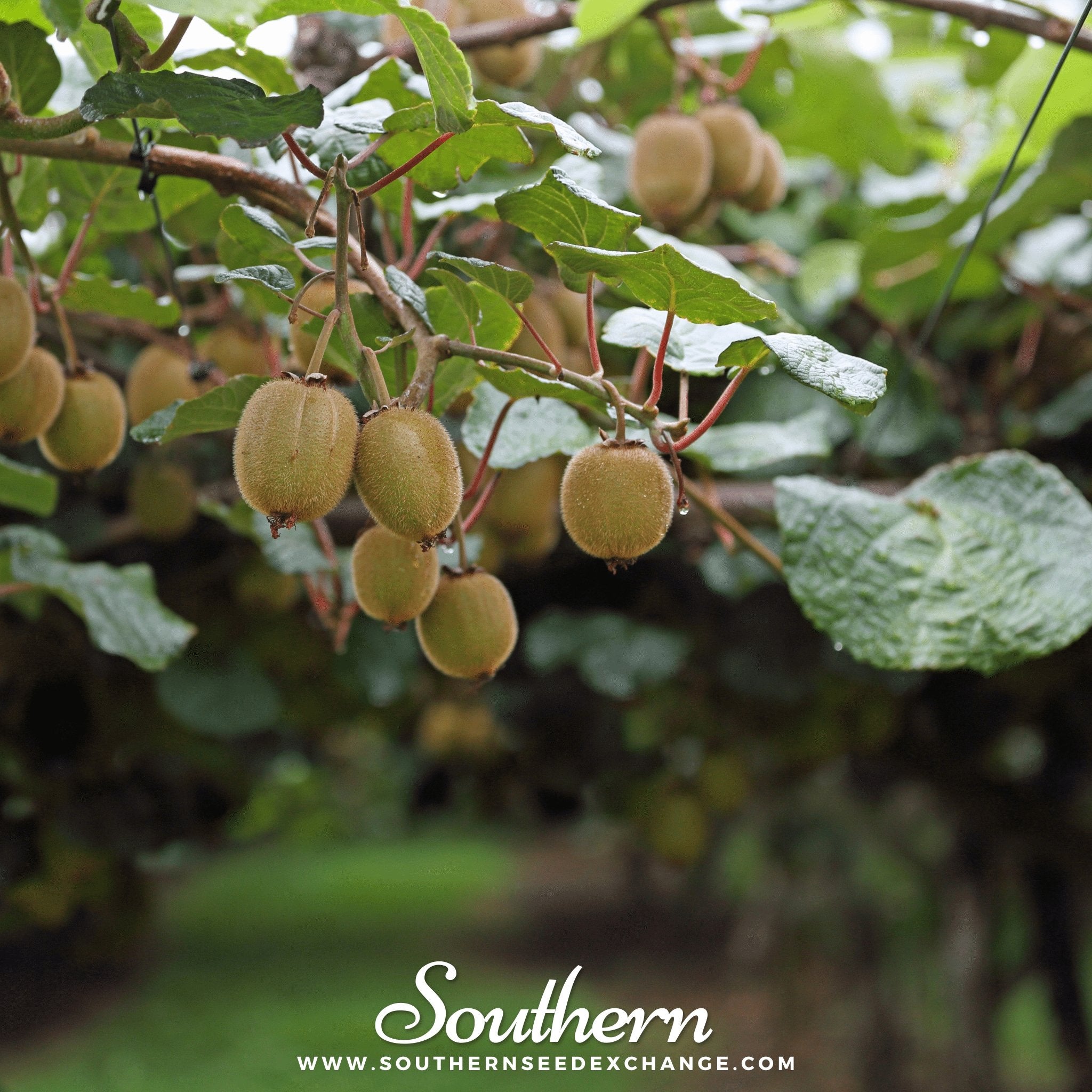Kiwi Fruit – 100 Seeds Southern Seeds