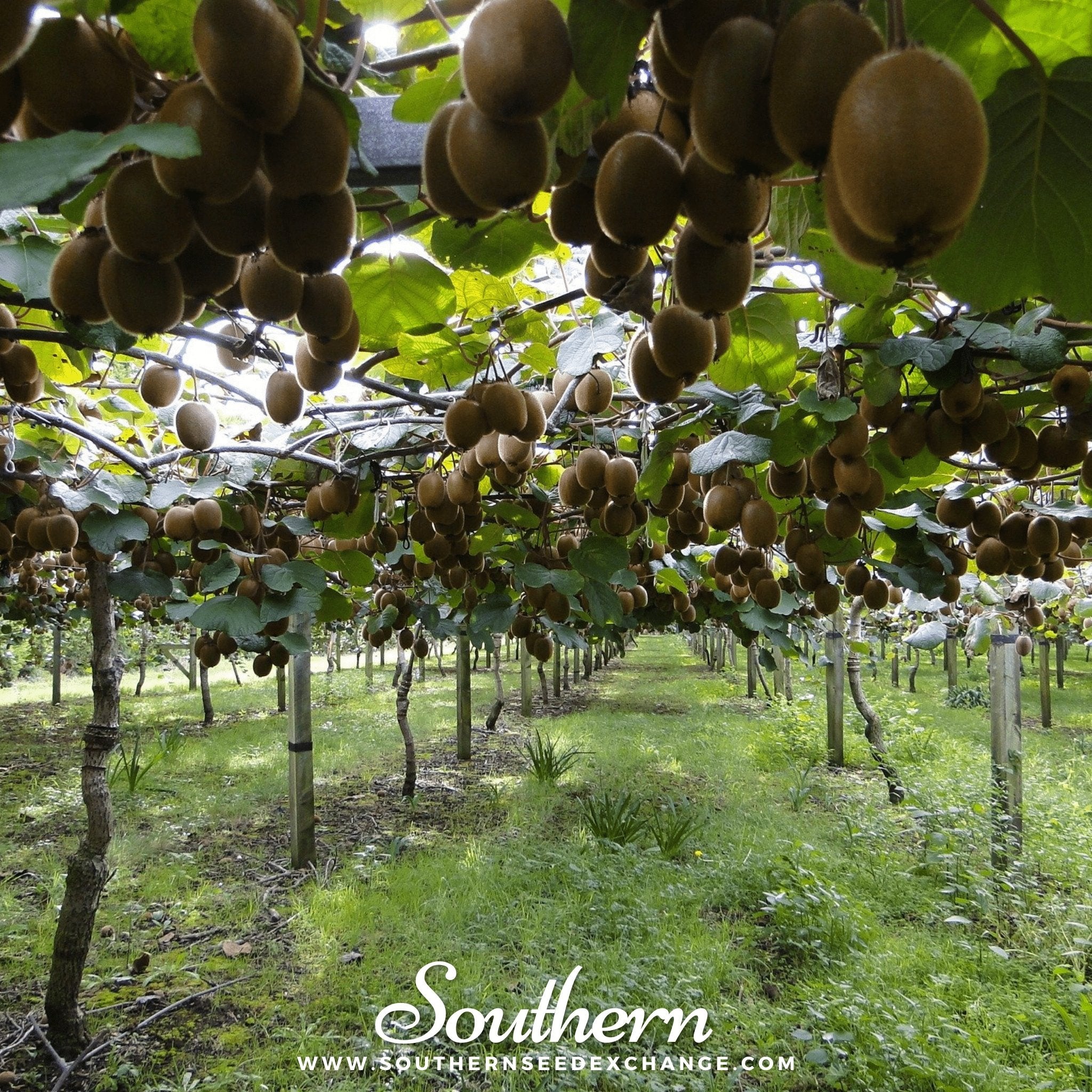Kiwi Fruit – 100 Seeds Southern Seeds