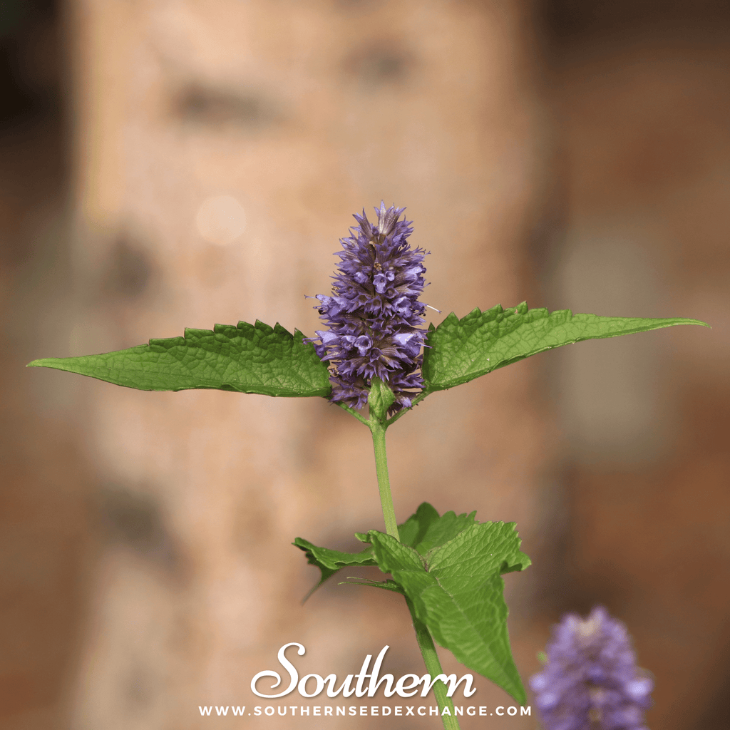 Korean Mint – 50 Seeds Southern Seeds