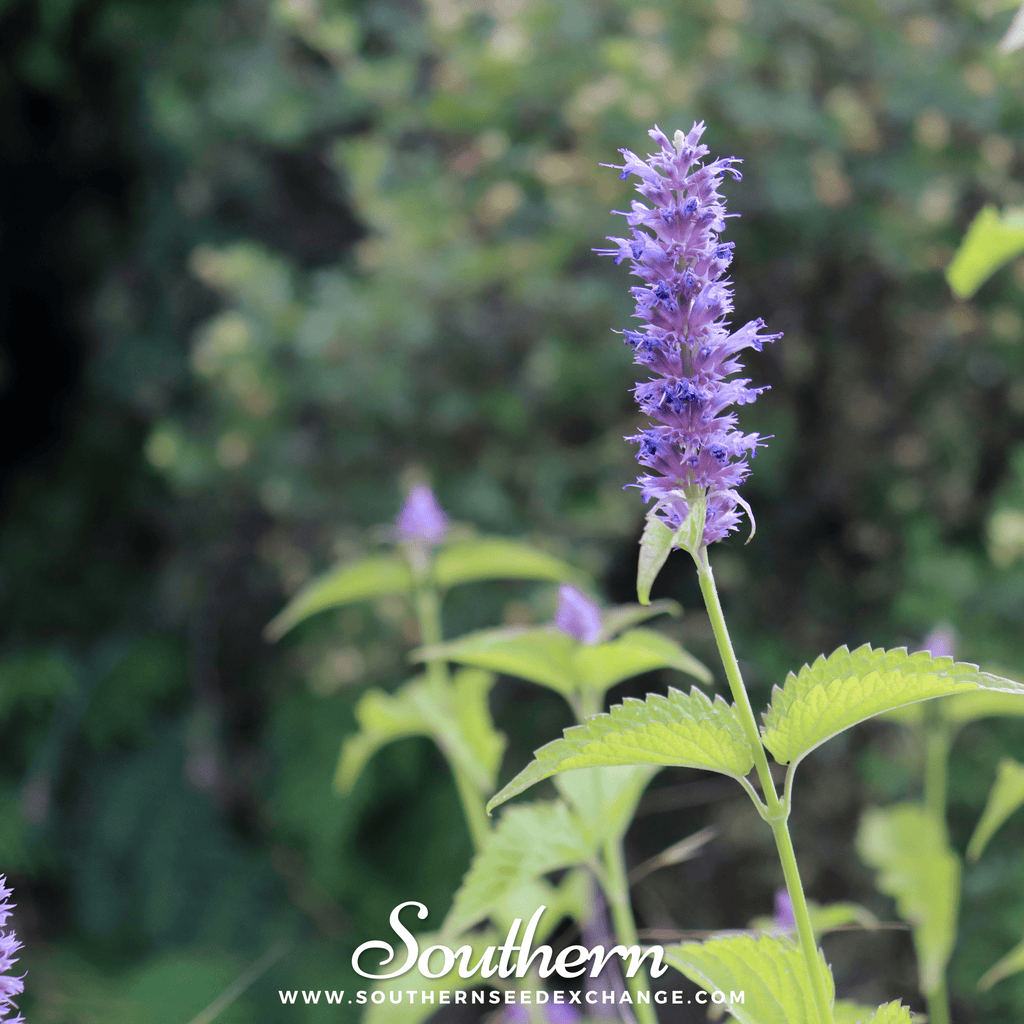 Korean Mint – 50 Seeds Southern Seeds