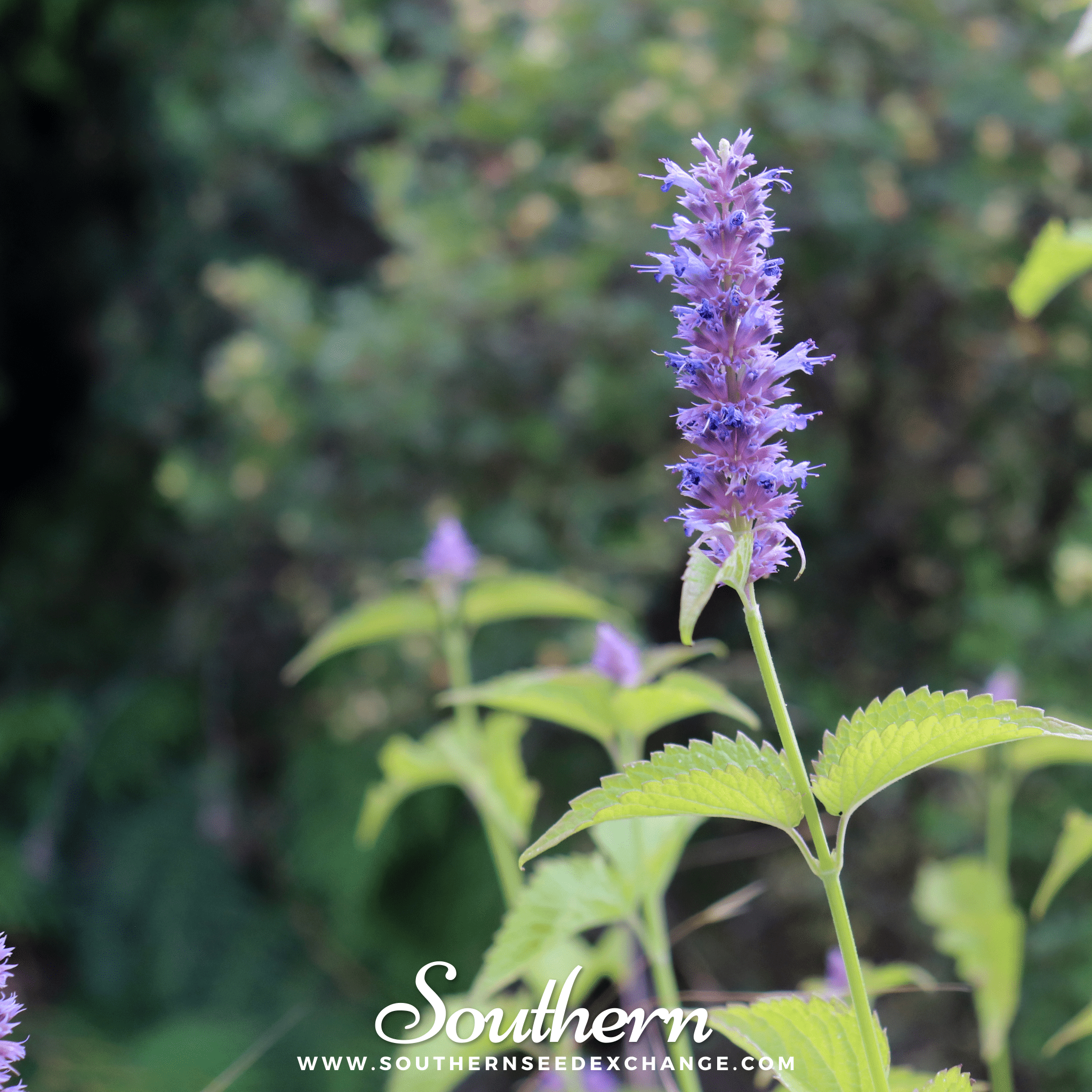 Korean Mint – 50 Seeds Southern Seeds
