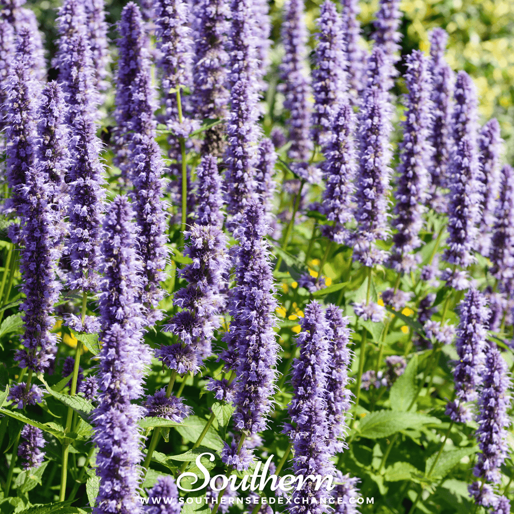 Korean Mint – 50 Seeds Southern Seeds