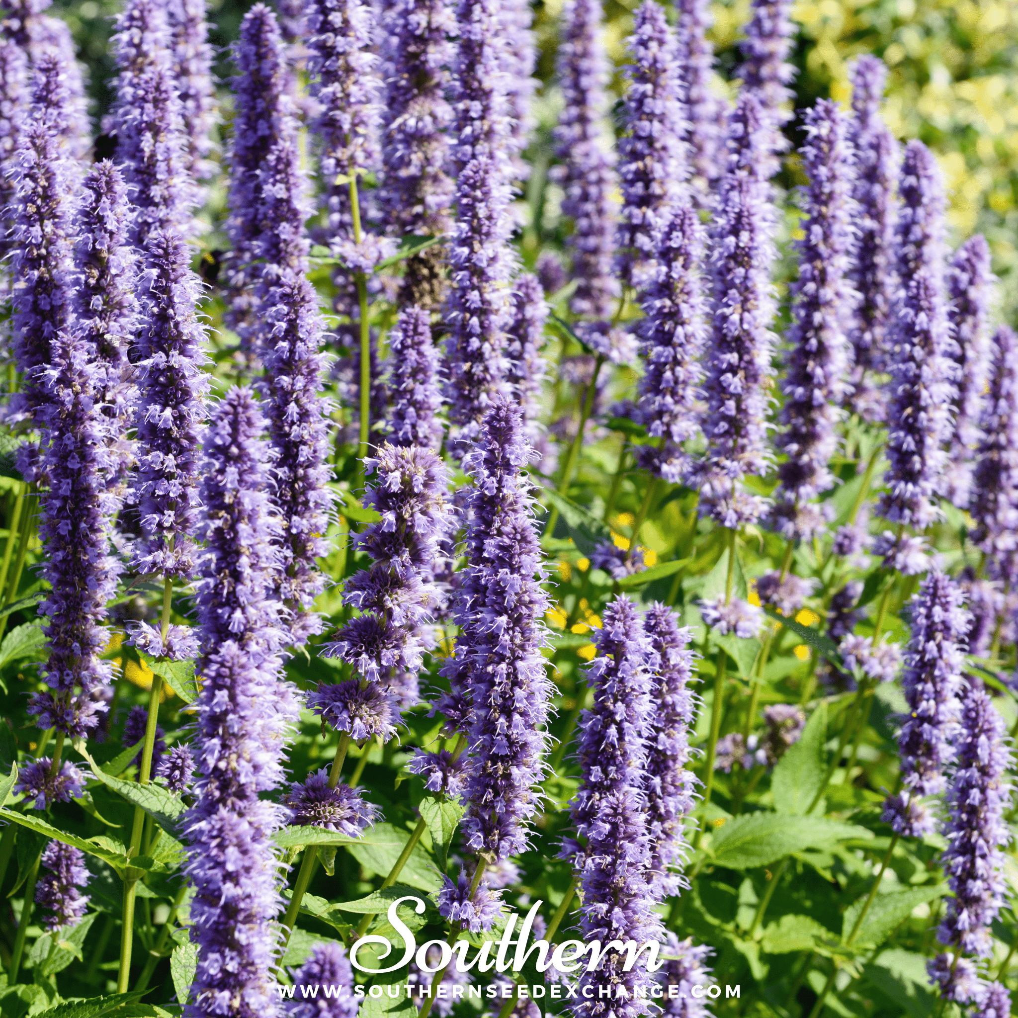 Korean Mint – 50 Seeds Southern Seeds