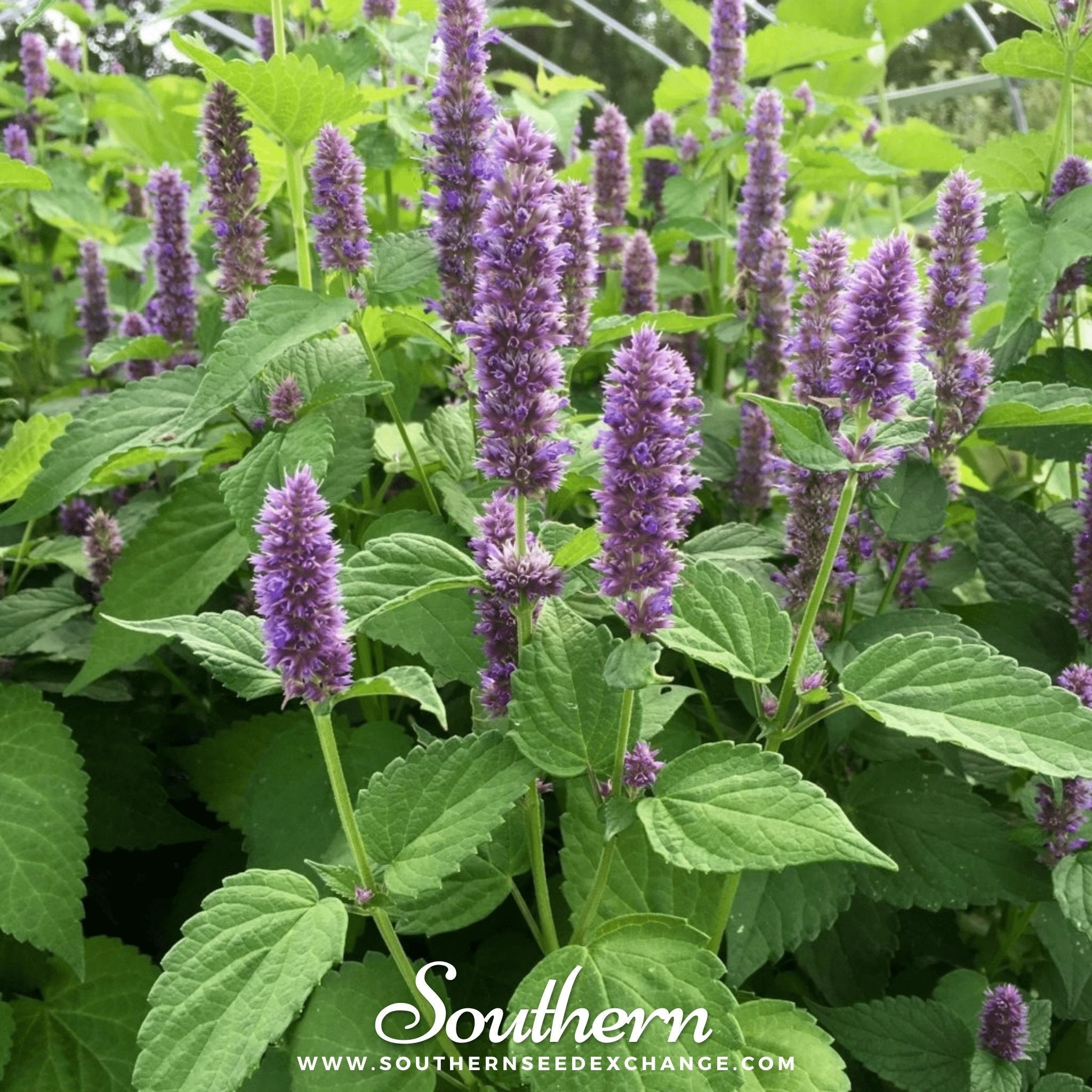 Korean Mint – 50 Seeds Southern Seeds