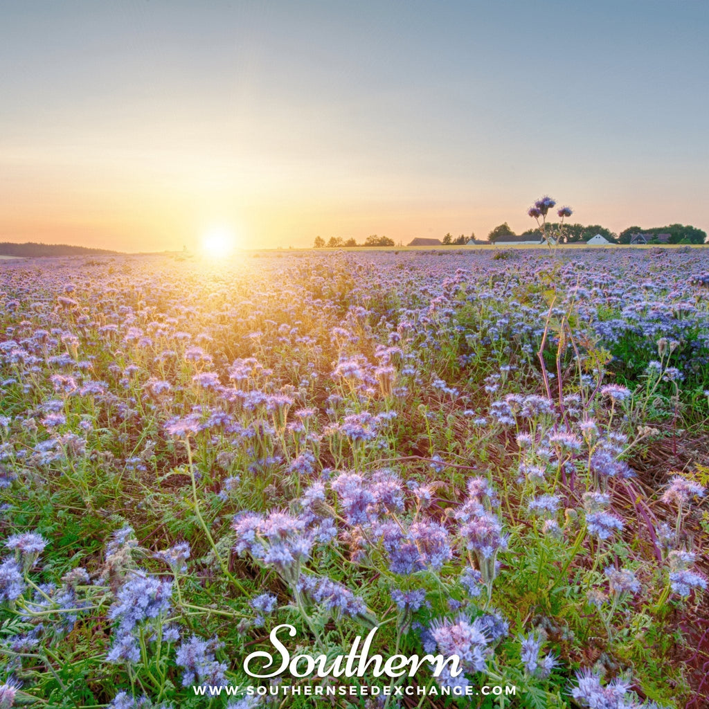 Lacy Phacelia – 200 Seeds Southern Seeds
