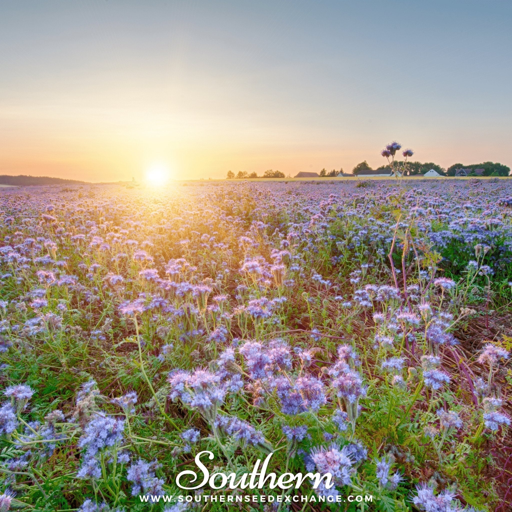Lacy Phacelia – 200 Seeds Southern Seeds
