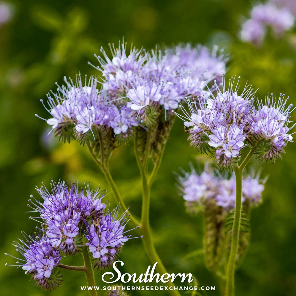 Lacy Phacelia – 200 Seeds Southern Seeds