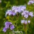 Lacy Phacelia – 200 Seeds Southern Seeds