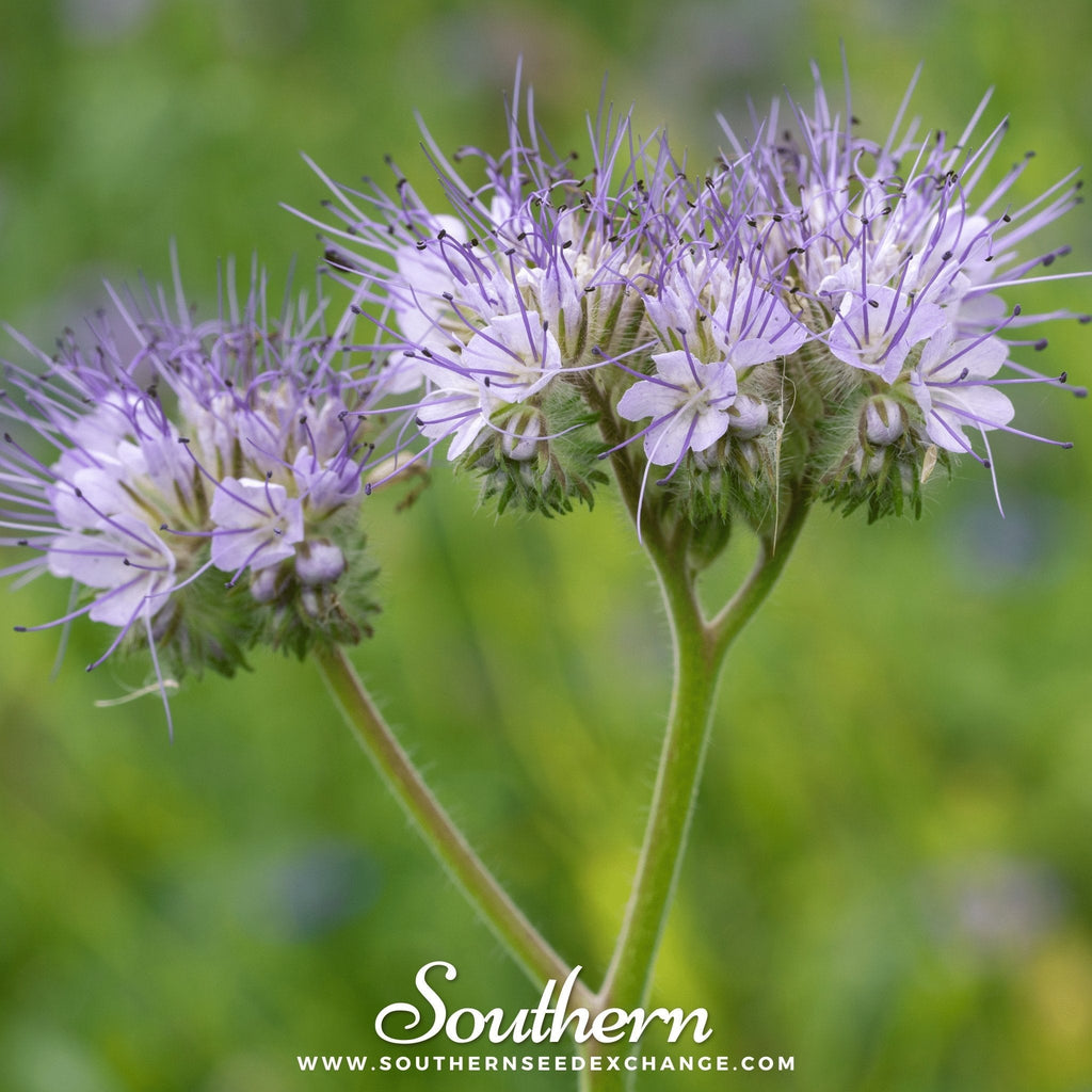 Lacy Phacelia – 200 Seeds Southern Seeds