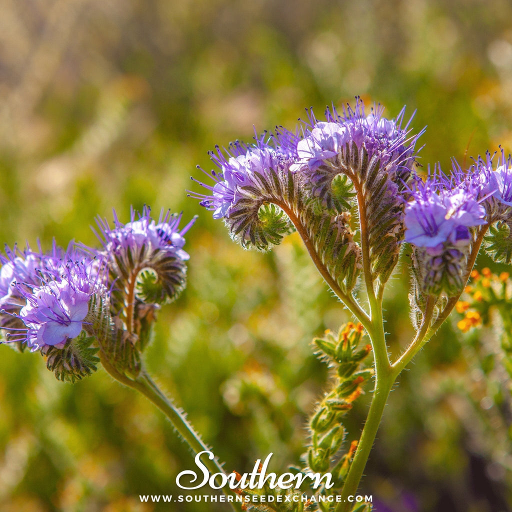 Lacy Phacelia – 200 Seeds Southern Seeds