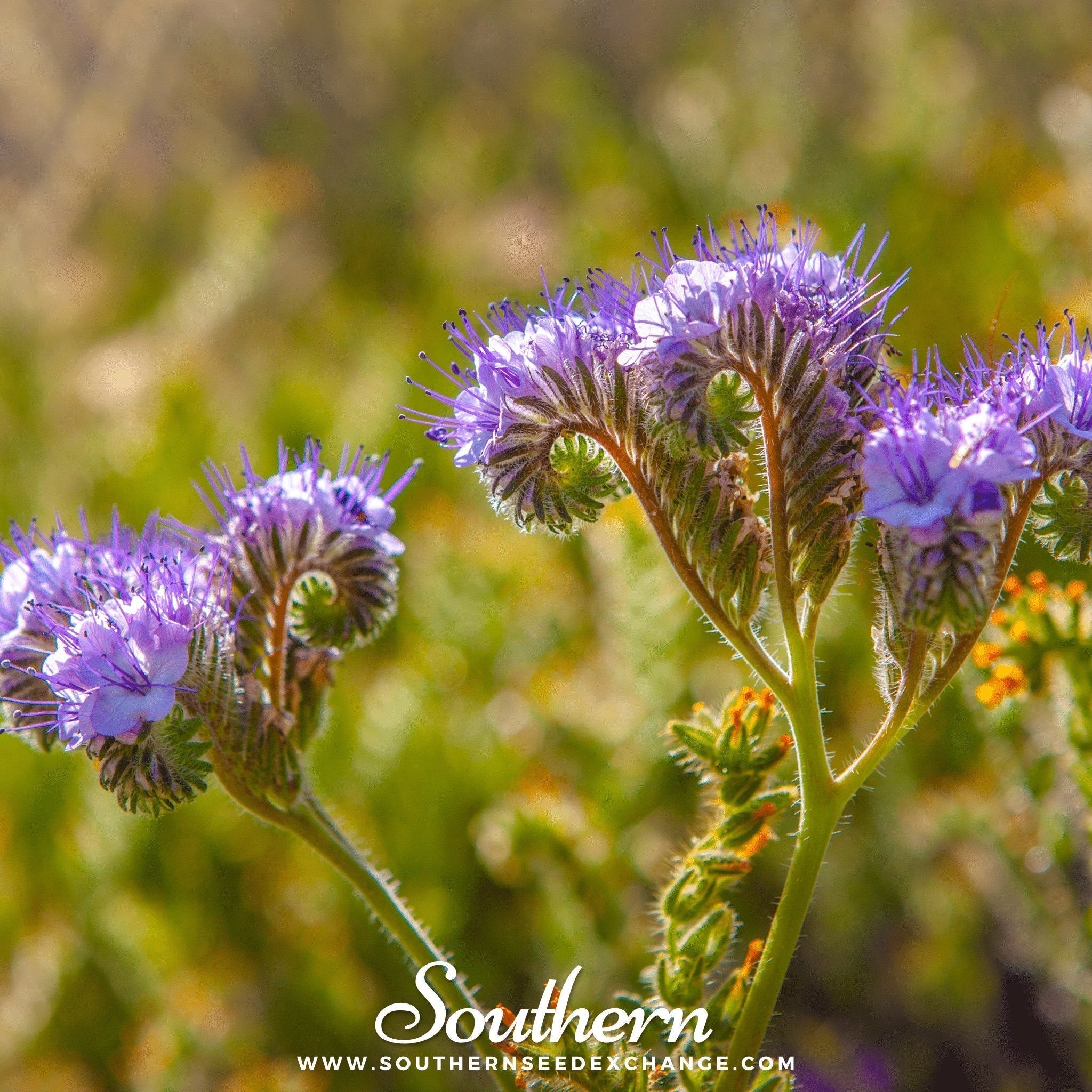 Lacy Phacelia – 200 Seeds Southern Seeds