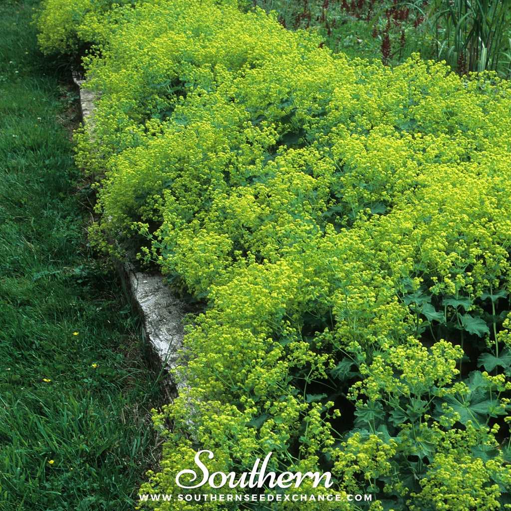 Lady’s Mantle – 50 Seeds Southern Seeds