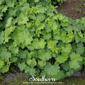Lady’s Mantle – 50 Seeds Southern Seeds