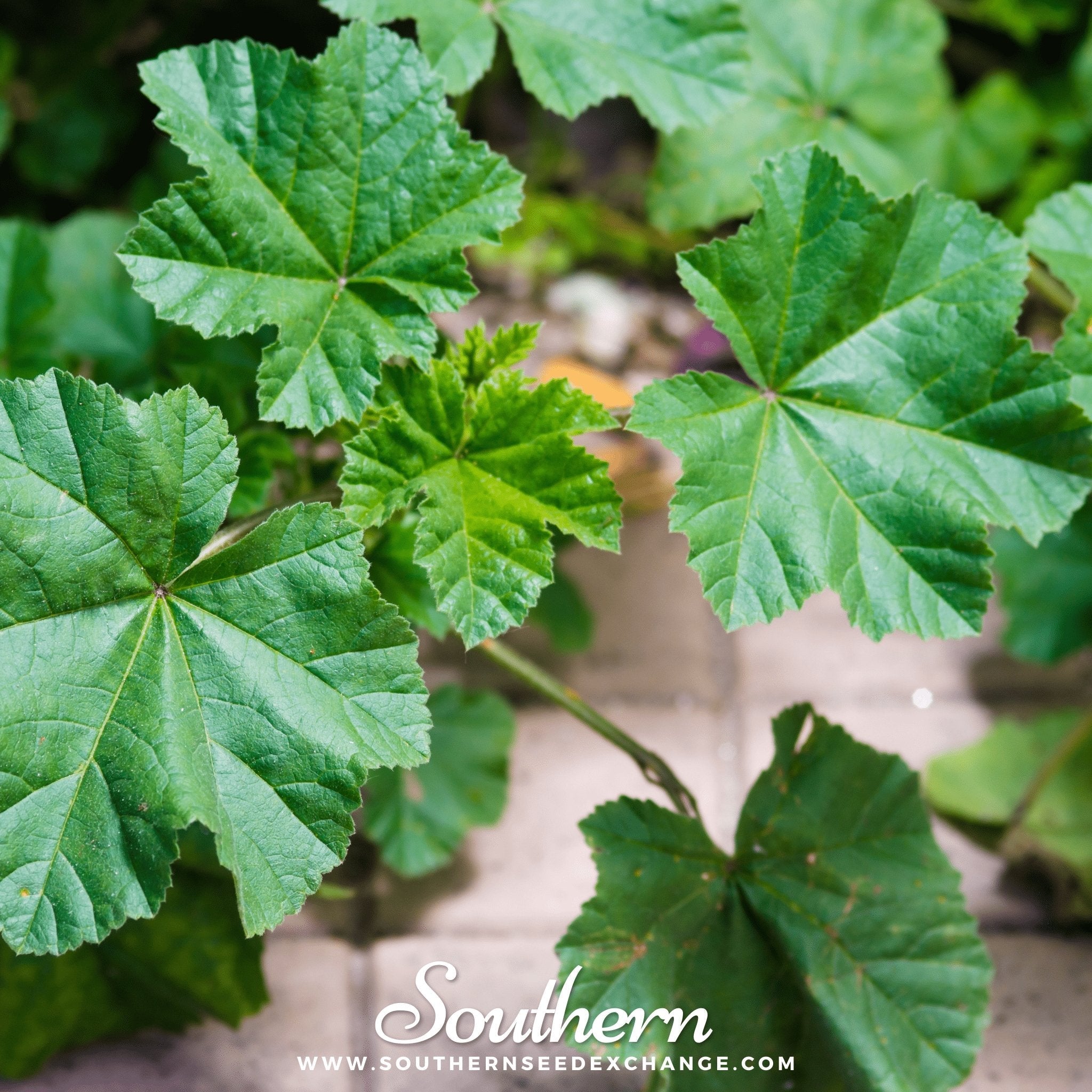 Lady’s Mantle – 50 Seeds Southern Seeds
