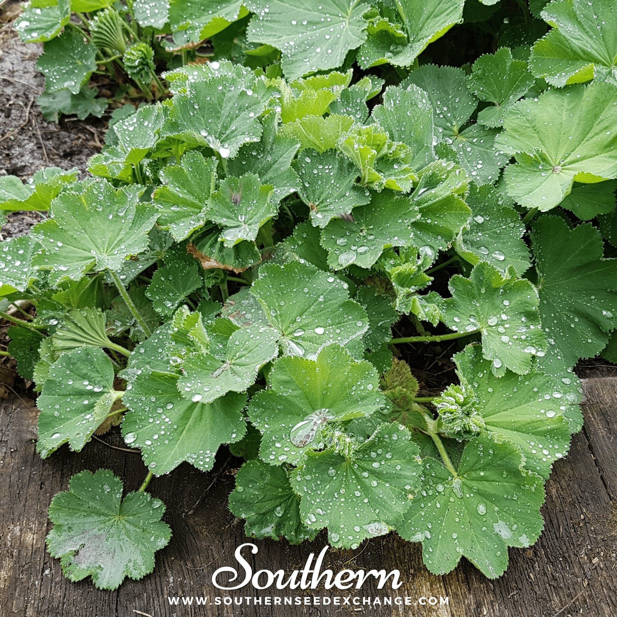 Lady’s Mantle – 50 Seeds Southern Seeds